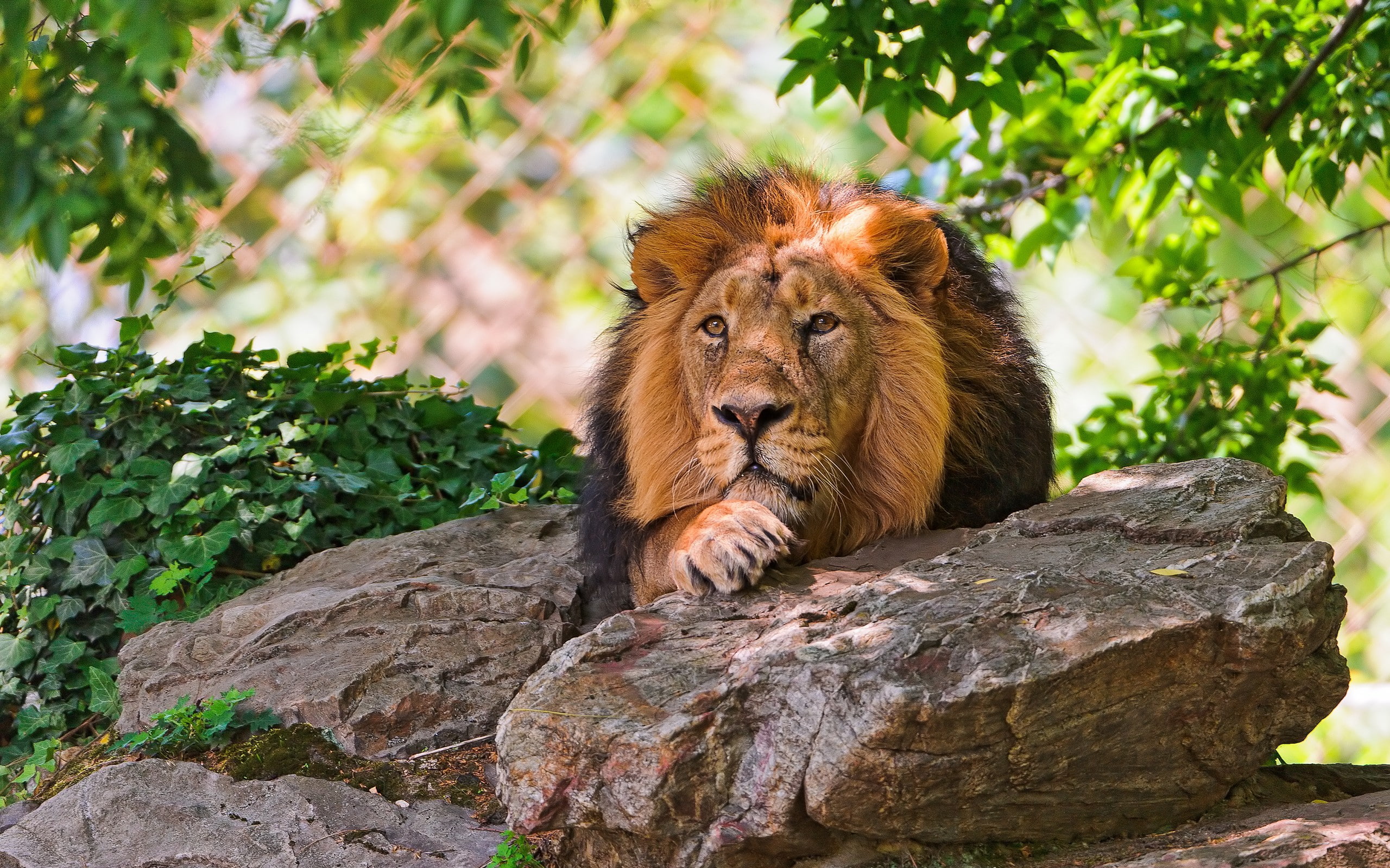 animals, rock, 2K, lion, HD Wallpaper