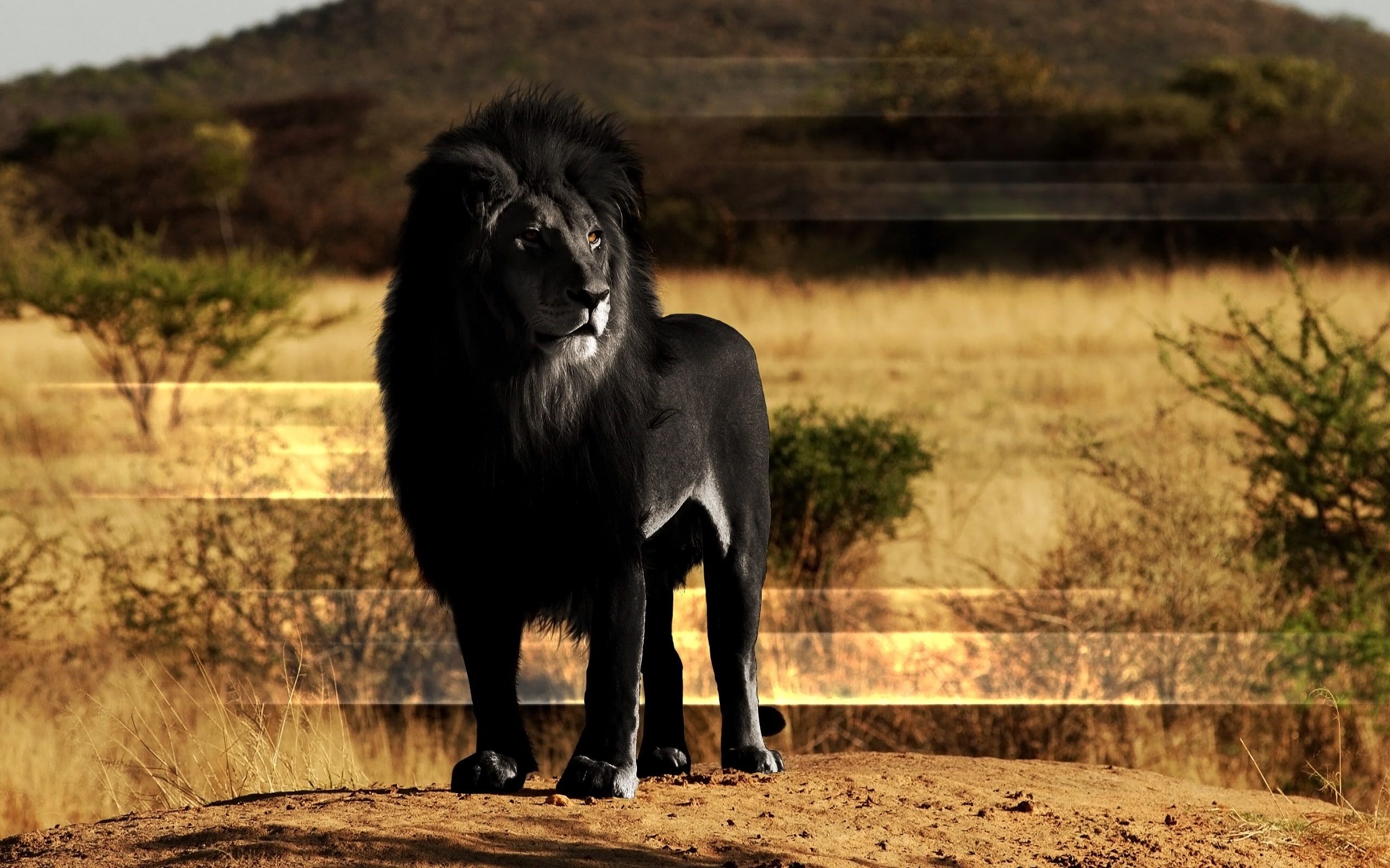 rock, lion, mane, black, 2K, animals, HD Wallpaper