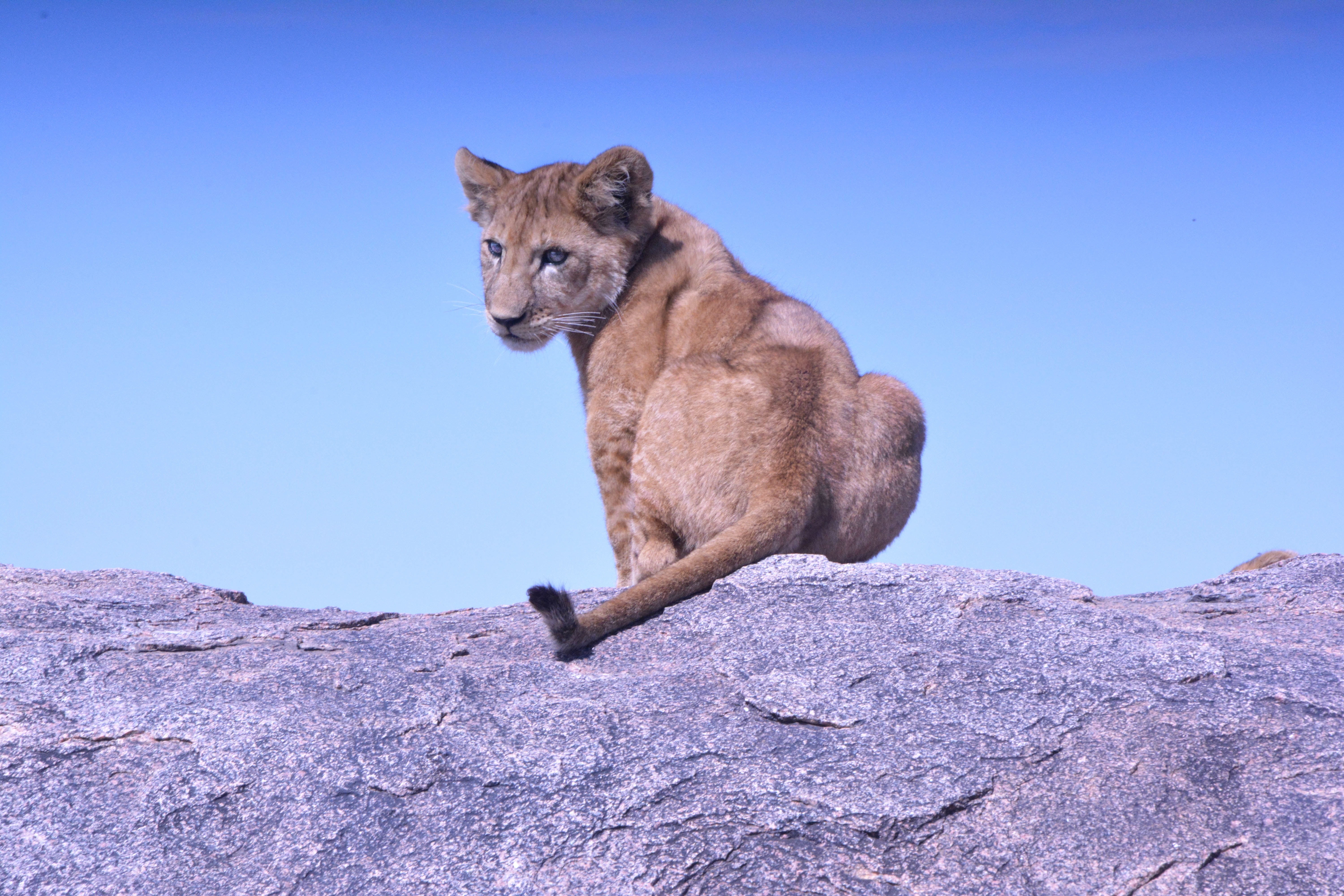 big Cat, no people, rock - object, canine, sky, undomesticated Cat, cougar, feline, lion Cub, outdoors, blue, female Animal, pets, domestic animals, vertebrate, HD Wallpaper