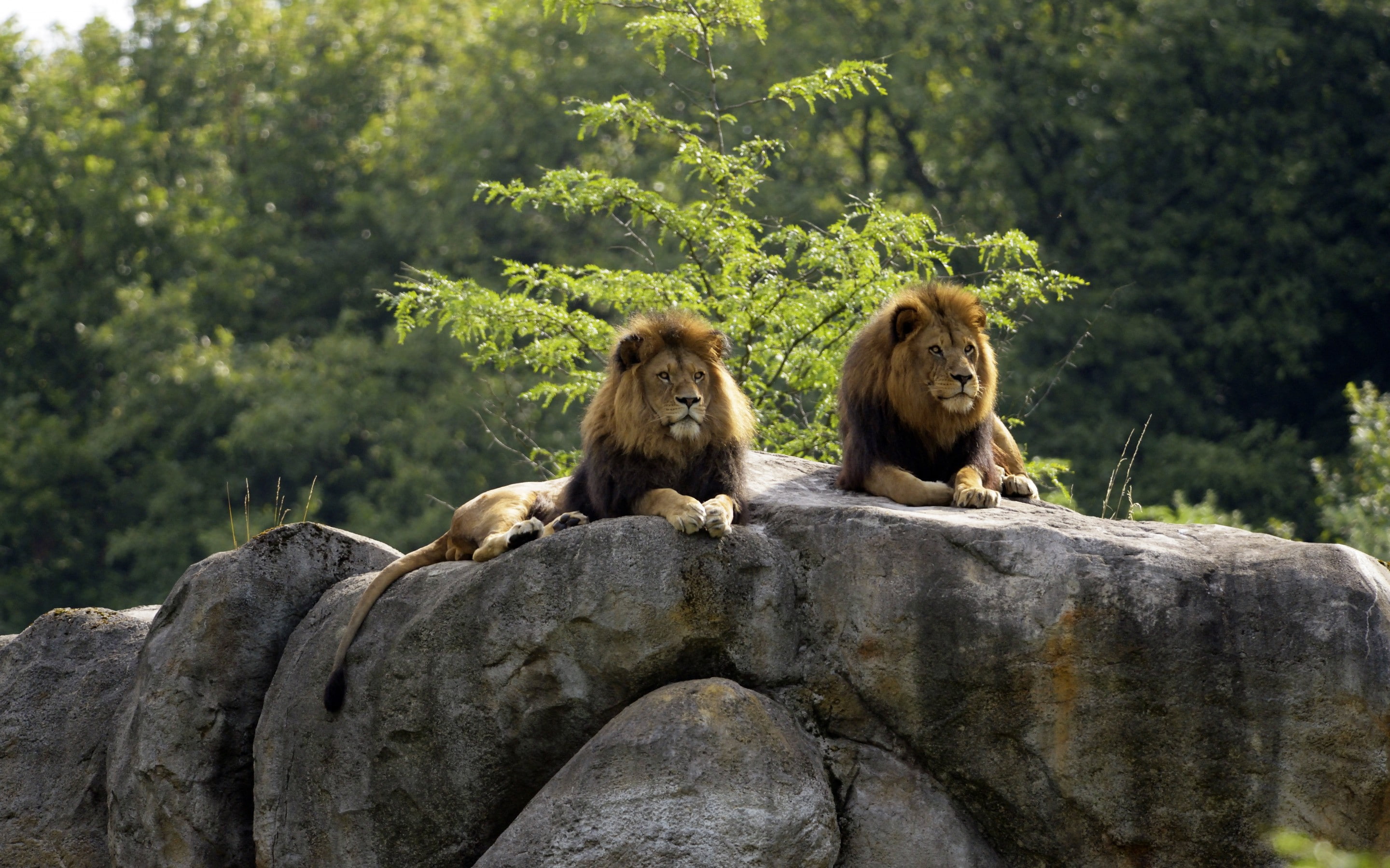 cats, lions, bush, rocks, couple, 2K, HD Wallpaper