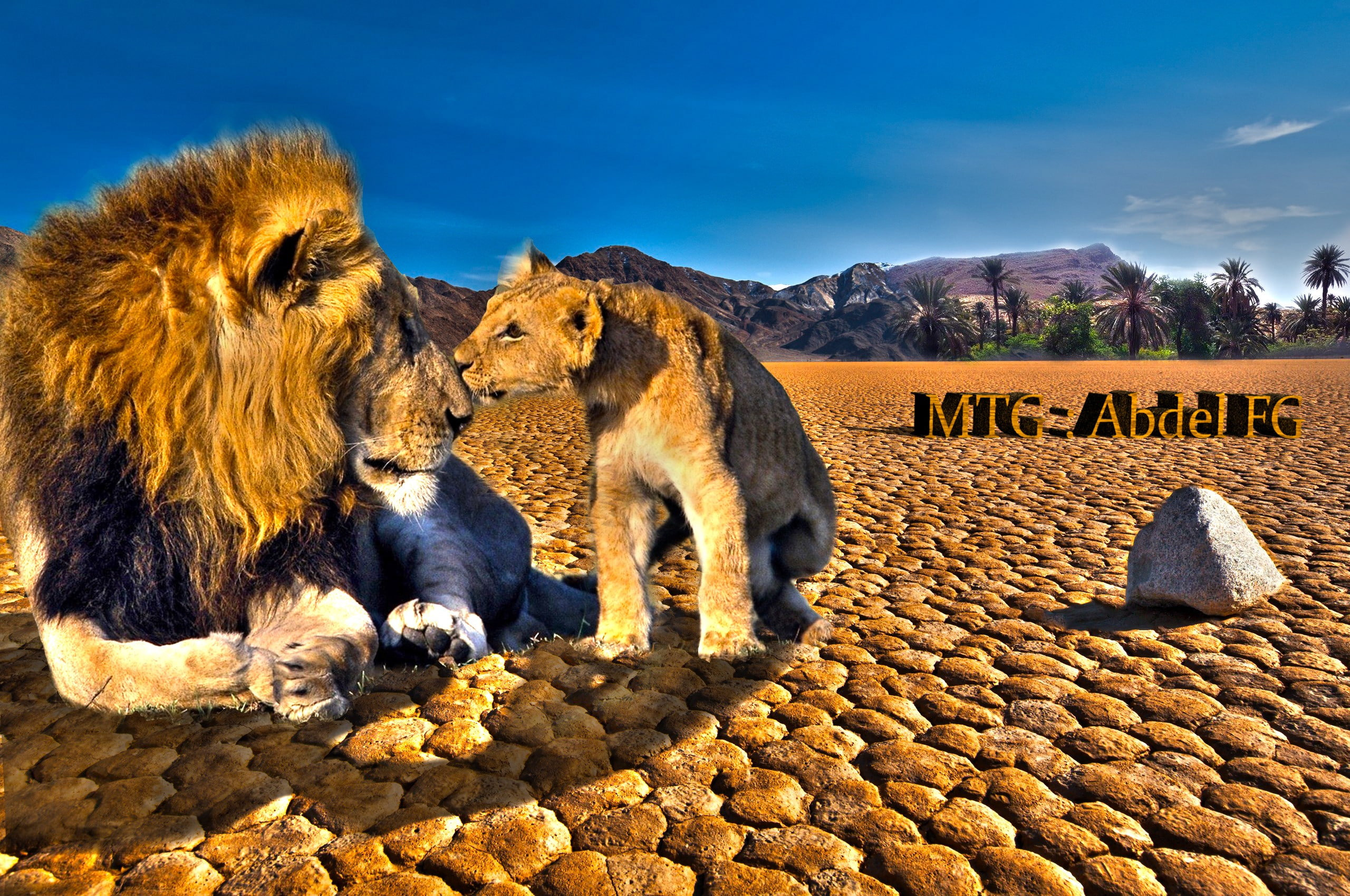 HDR, lion, land, 2K, group of animals, mammal, solid, animals in the wild, animal wildlife, rock, animals, vertebrate, sunlight, sky, cat, lion - feline, HD Wallpaper