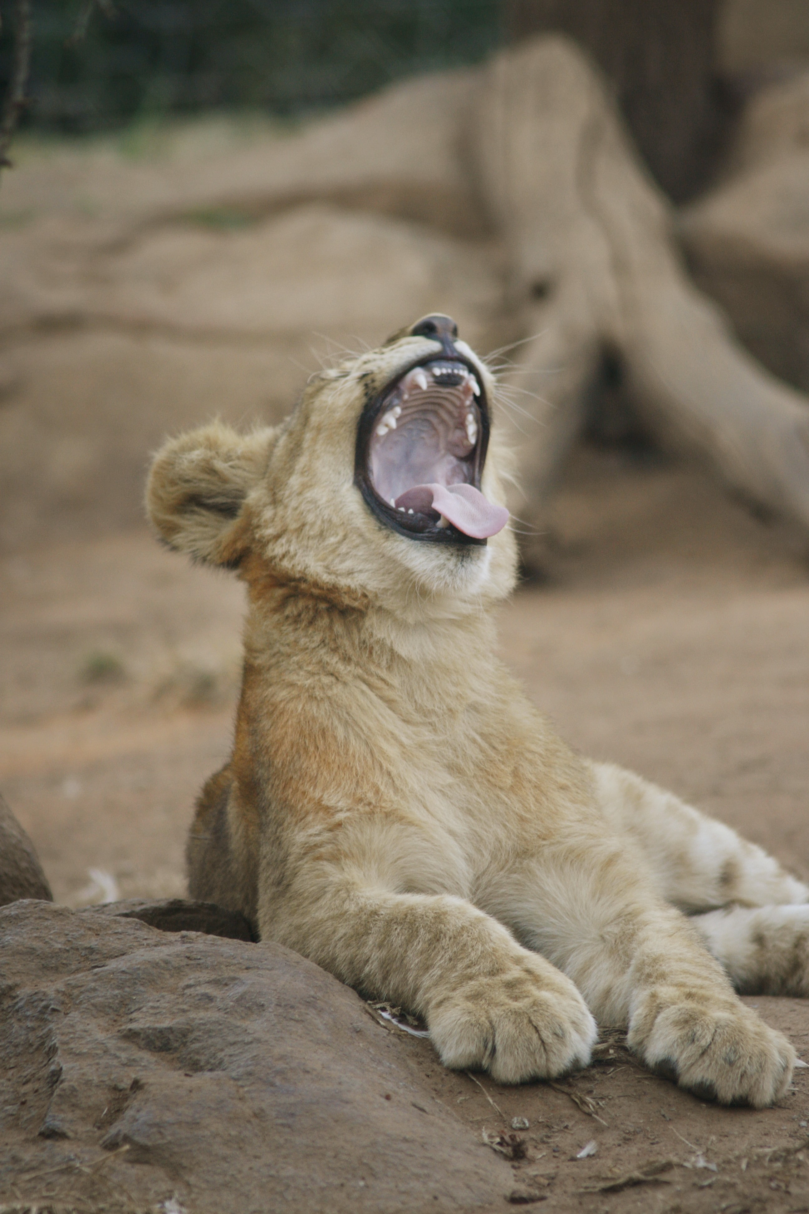 feline, one animal, animals, mouth, relaxation, animals in the wild, animal body part, lion - feline, mouth open, animal themes, rock - object, animal, Phone HD Wallpaper