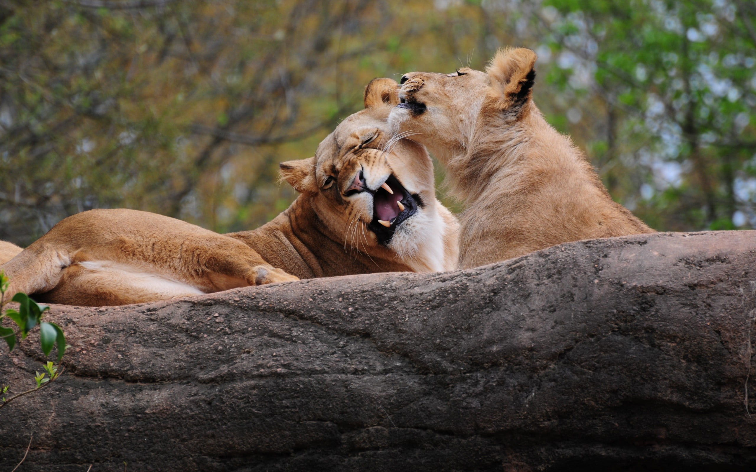 animal family, vertebrate, roaring, animal, rock - object, animal themes, cat, no people, animal mouth, mouth open, animals, aggression, big cats, nature, HD Wallpaper