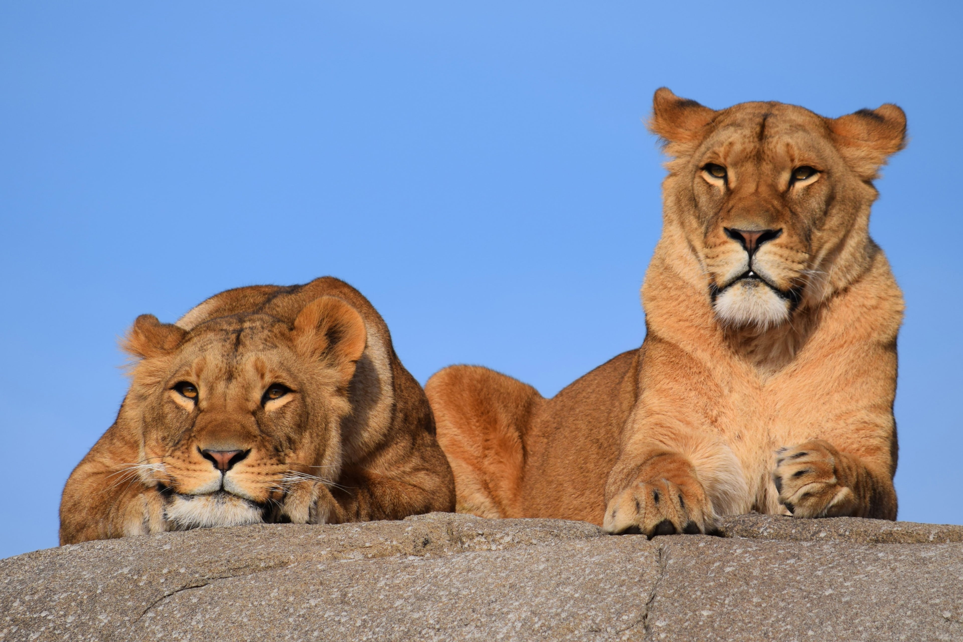 animals in the wild, animal themes, solid, animal family, female animal, cat, lion 4k hd full screen, lioness, carnivora, 4K, rock, animal, nature, HD Wallpaper