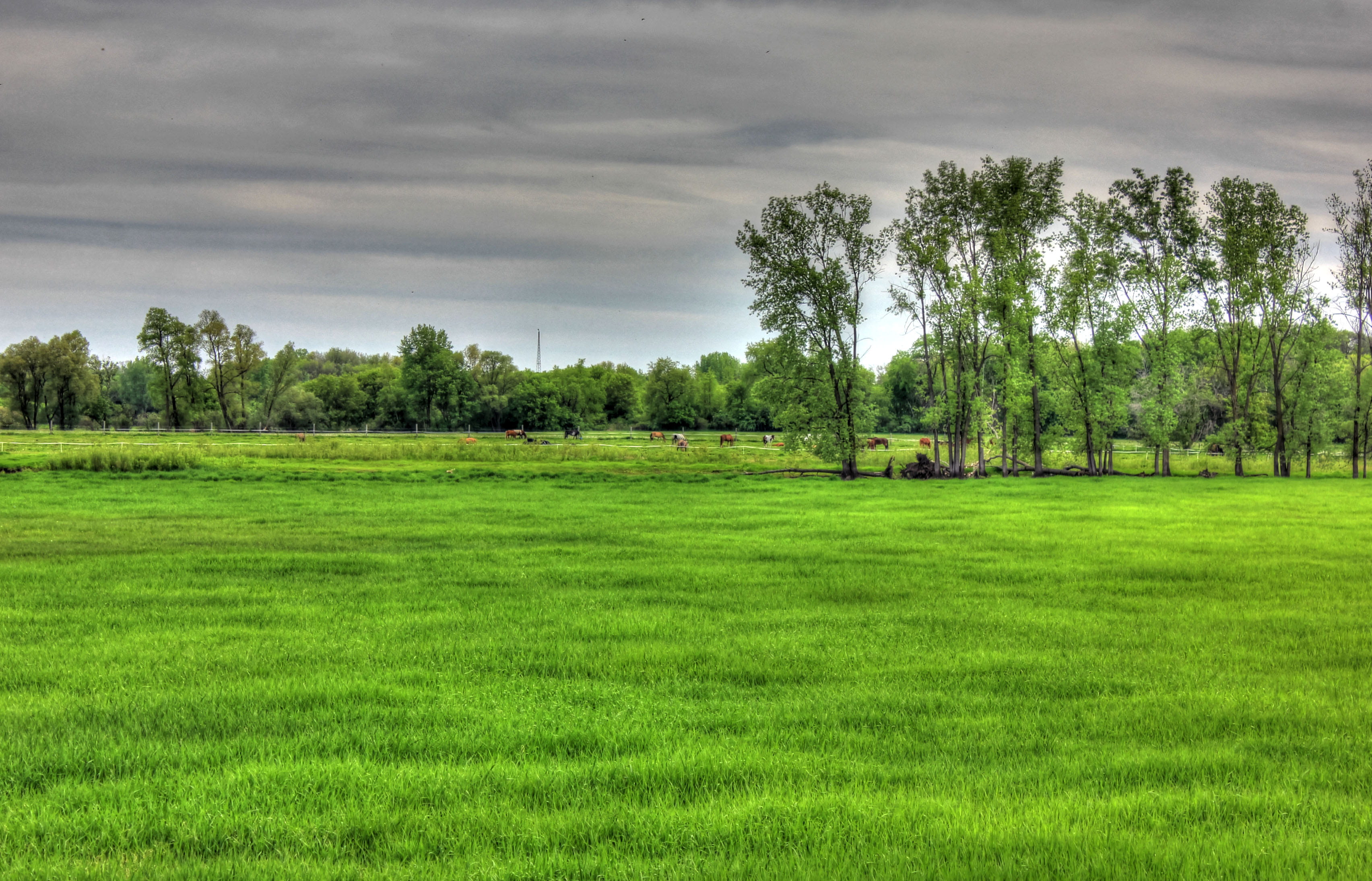 environment, scenics - nature, rural Scene, outdoors, summer, tranquil Scene, non-Urban Scene, sky, overcast, meadow, plant, agriculture, day, Southern, HD Wallpaper