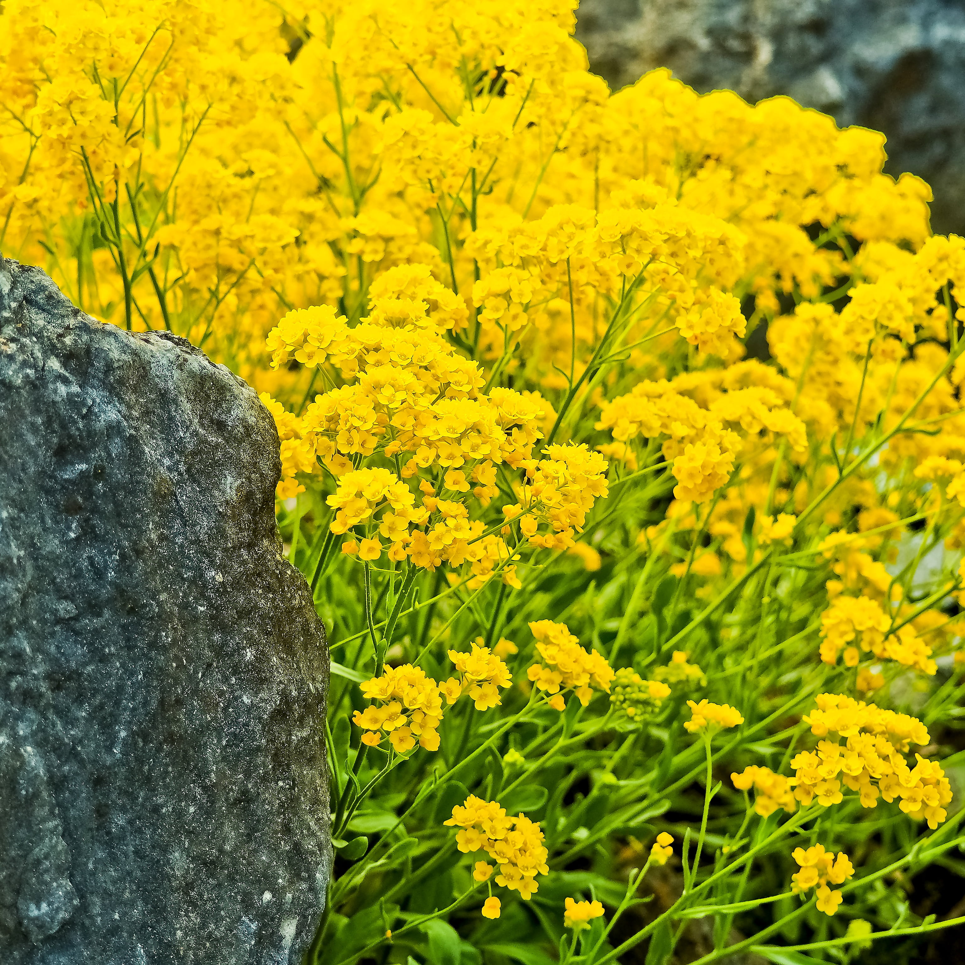 flower head, day, growth, focus on foreground, inflorescence, flowering plant, stone cress, 2K, beauty in nature, tranquility, close-up, yellow shrub, Phone HD Wallpaper