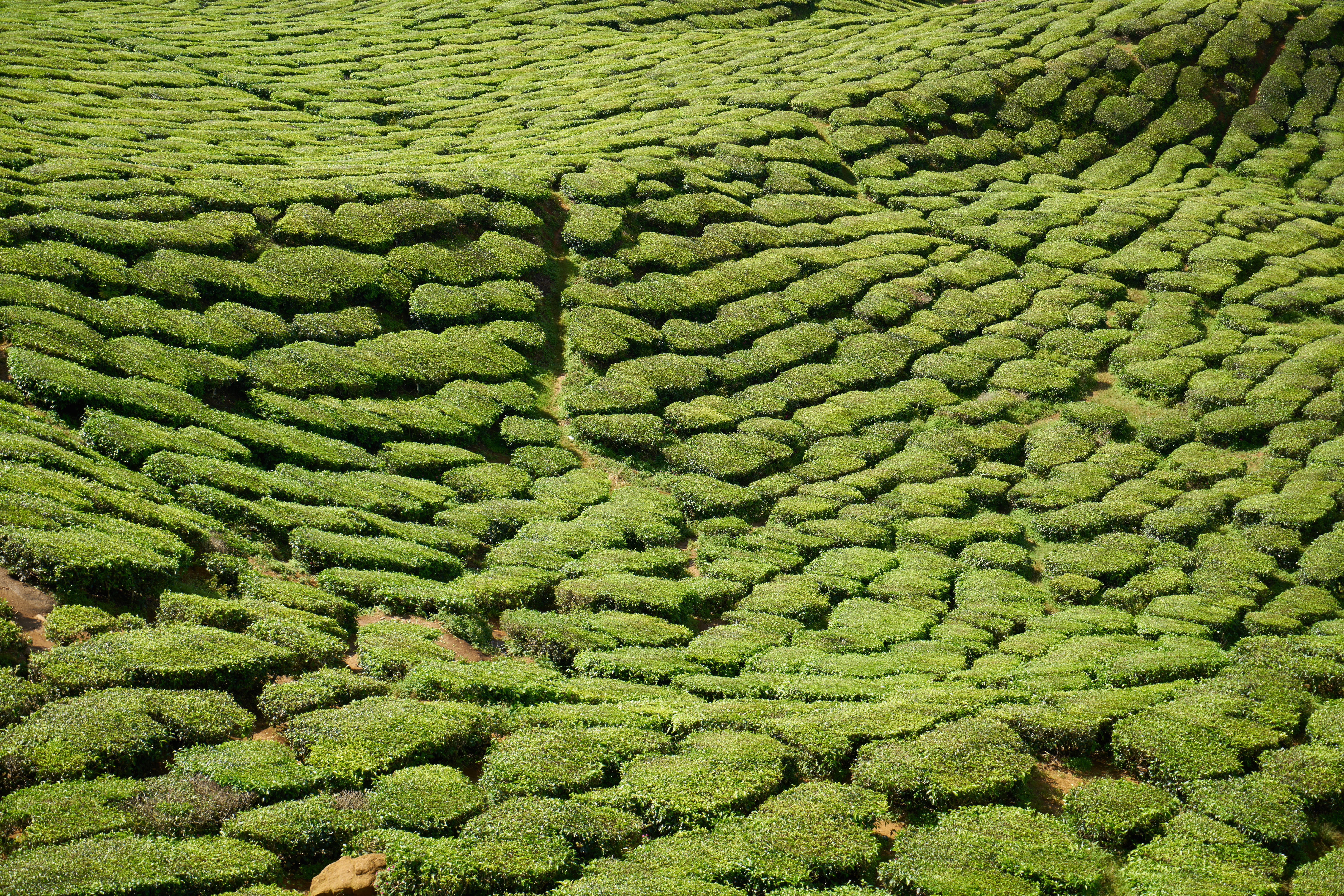 malaysia, growth, tea, crop, day, great, lush foliage, 5K, field, asia, tea garden, Nature, green Color, green, agriculture, beauty in nature, high angle view, HD Wallpaper