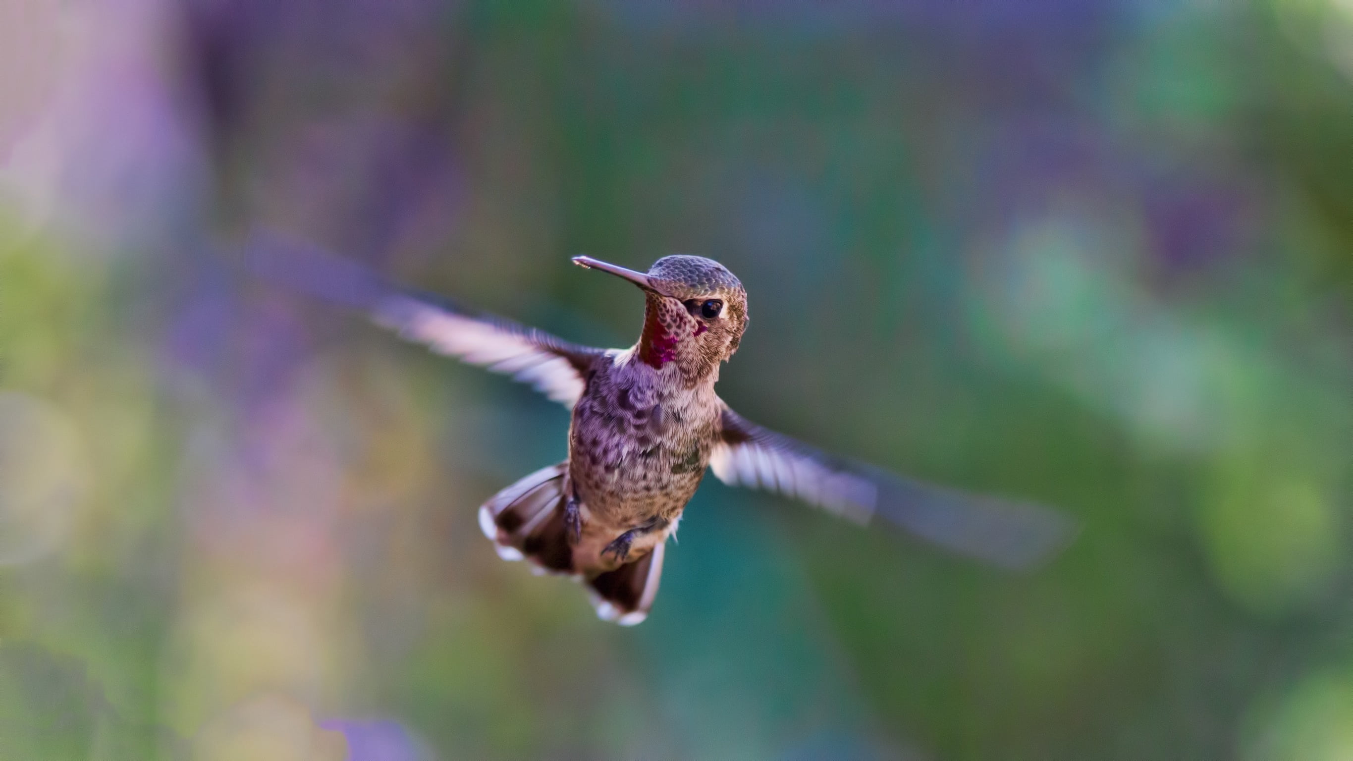 wing, one animal, close-up, no people, wildlife, tiny, white, animal, flying, mid-air, fauna, small, nature, hummingbird, exotic, green, flapping, full length, HD Wallpaper