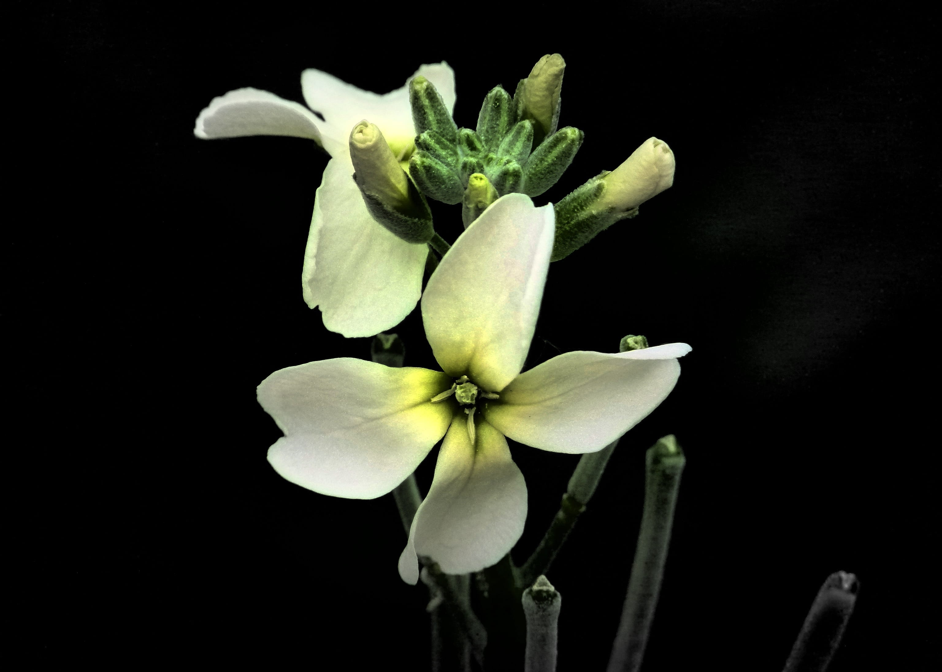 Flower, studio shot, plant, plants, growth, Nature, indoors, artwork, freshness, no people, 2K, fragility, beauty in nature, vulnerability, flower, tiny, HD Wallpaper