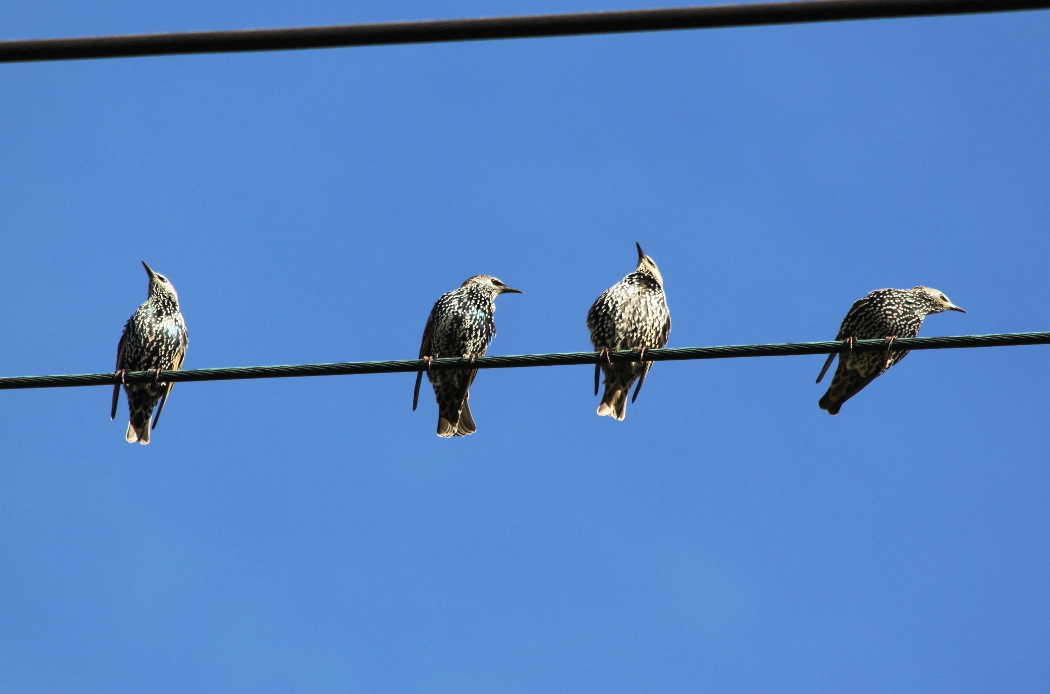 2K, migratory birds, birds on power pole, animal wildlife, bird, sky, day, wait, vertebrate, metal, blue, perching, birds, animal, resting place, clear sky, HD Wallpaper