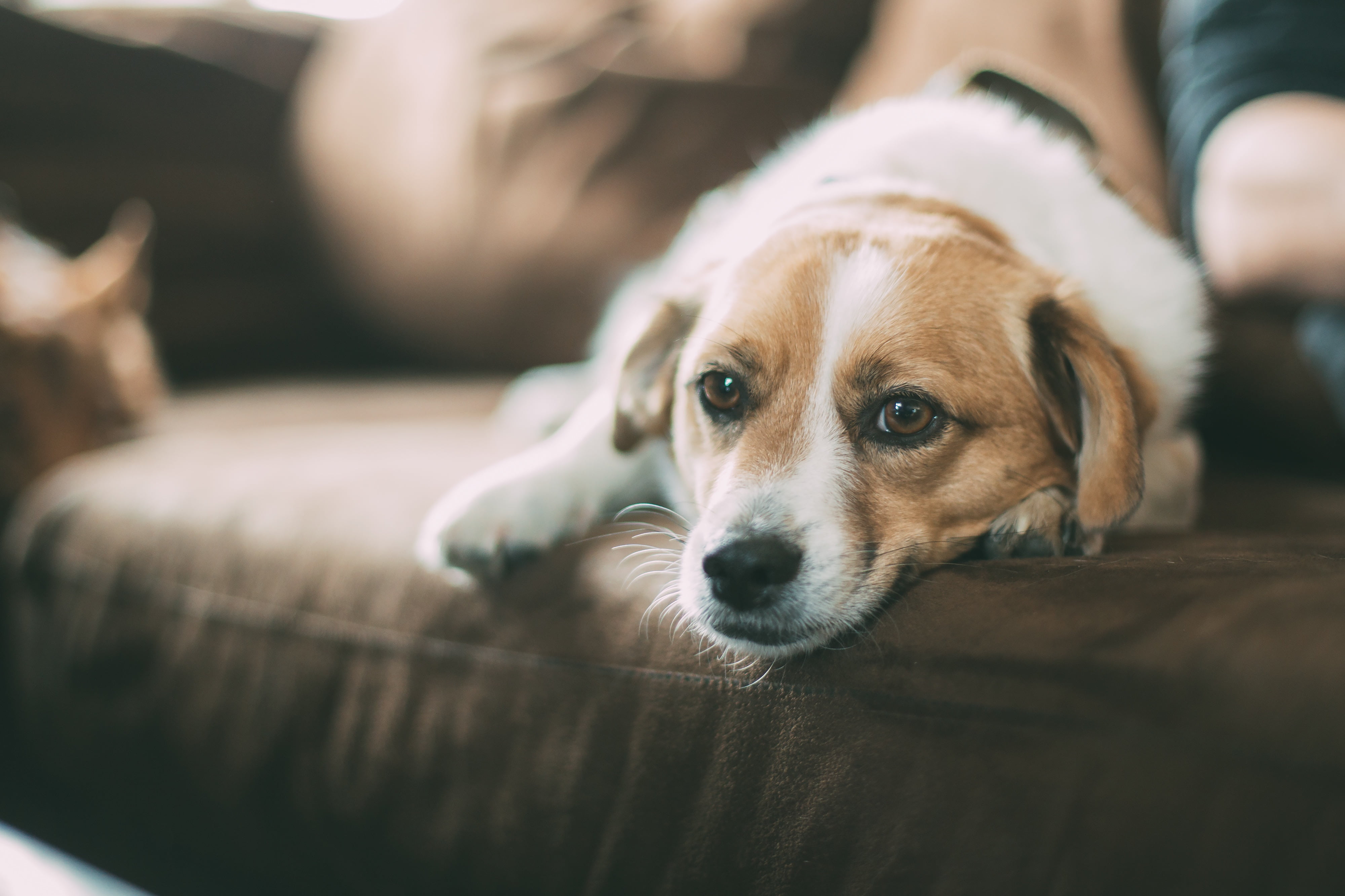 selective focus, beagle, 4K, domestic Animals, people, pet owner, domestic, brown, small, relaxation, vertebrate, lifestyles, purebred Dog, midsection, HD Wallpaper