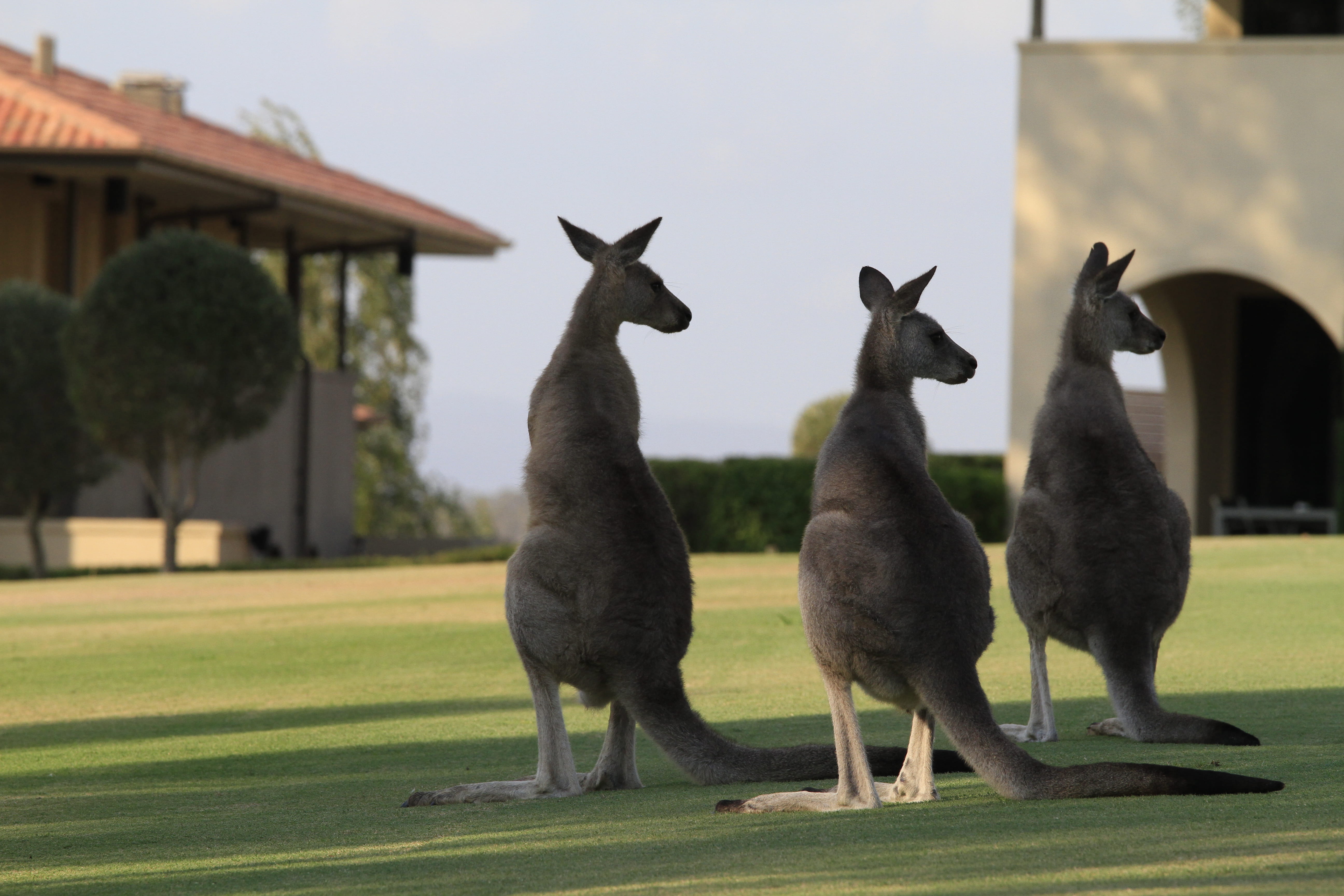 australia, animal themes, built structure, domestic animals, rothbury, two animals, 5K, standing, vertebrate, friendship, no people, animal, HD Wallpaper