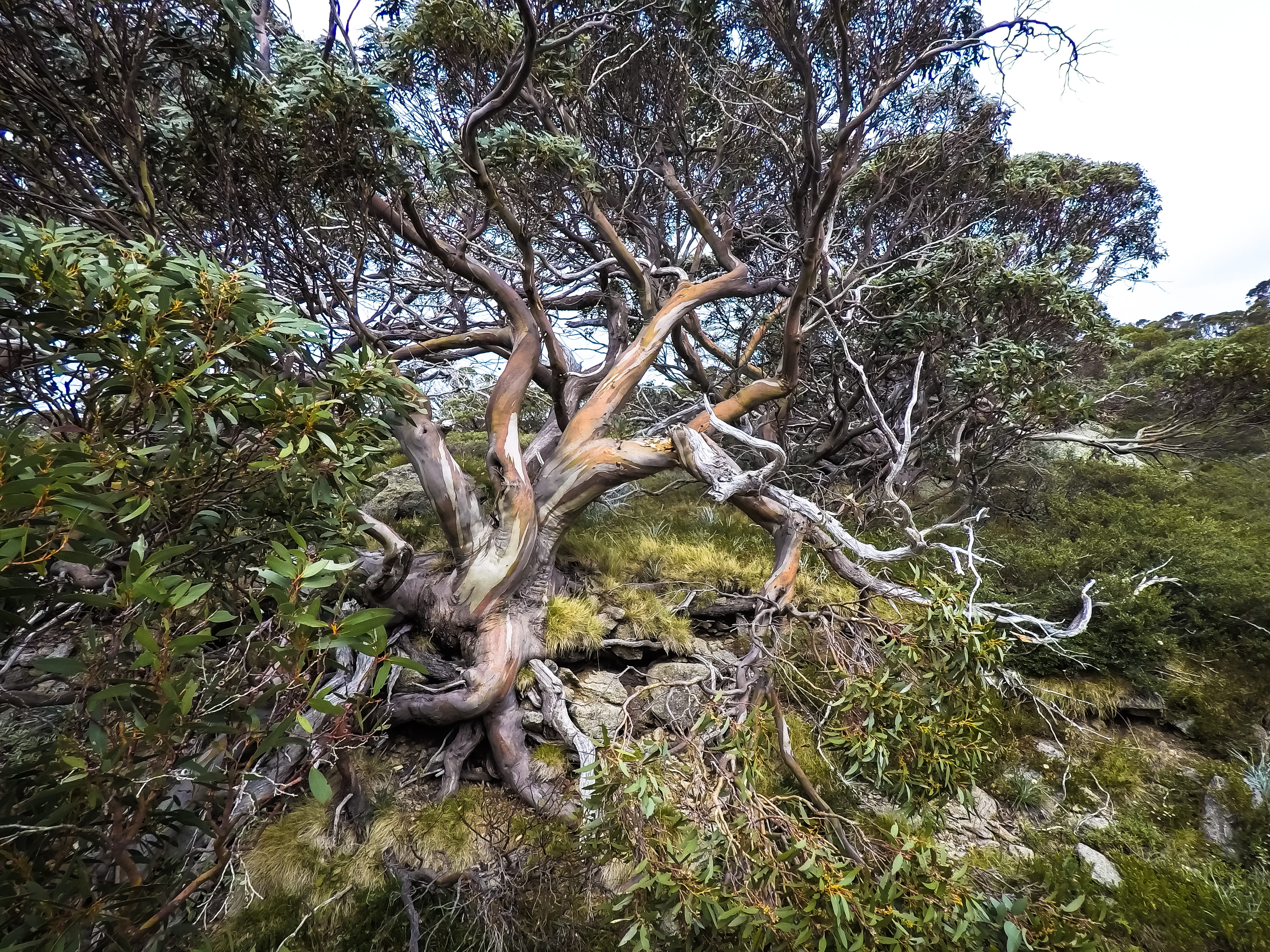 tree, root, landscape, kosciuszko national park, tree trunk, charlotte pass, sky, beauty in nature, land, beauty, wanderlust, mountain, branch, hiking, HD Wallpaper