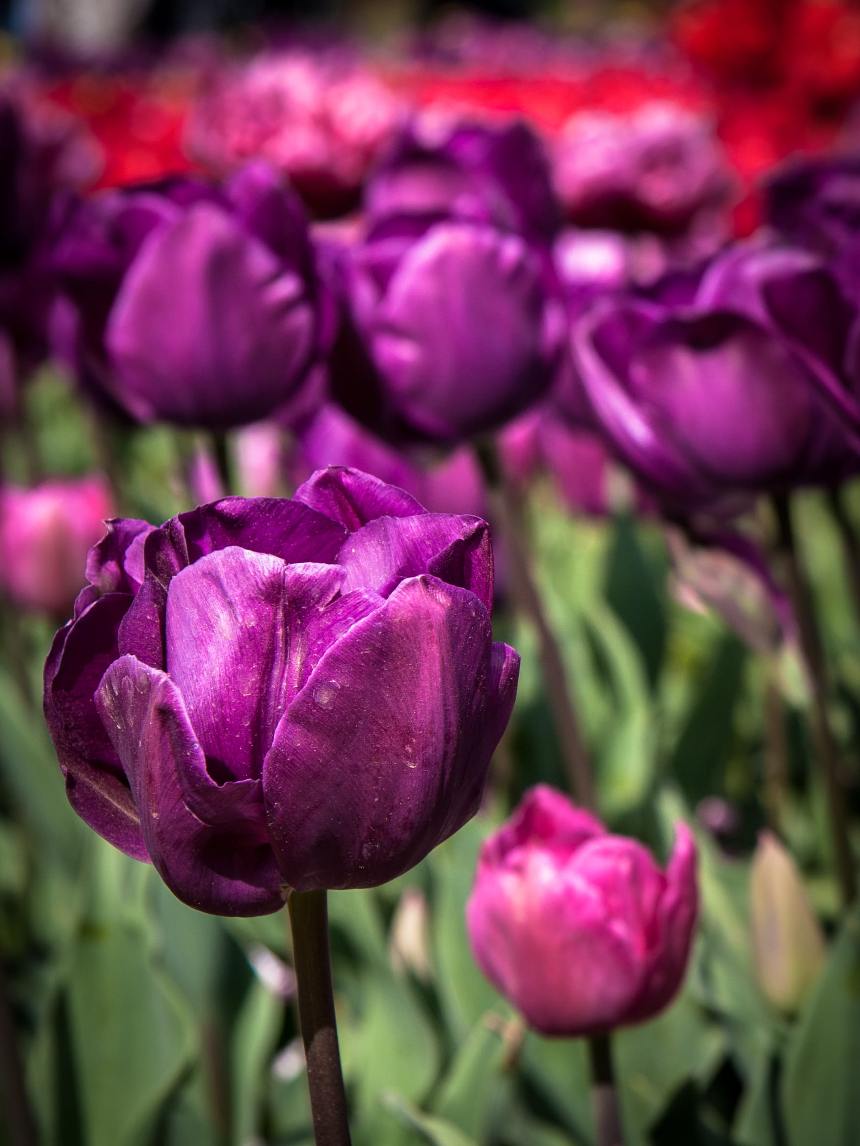 close-up, 1080P, nature, vulnerability, botanical, flowering plant, fragility, botanic gardens, tulip, pink color, colorful, color, canberra, day, garden, Phone HD Wallpaper