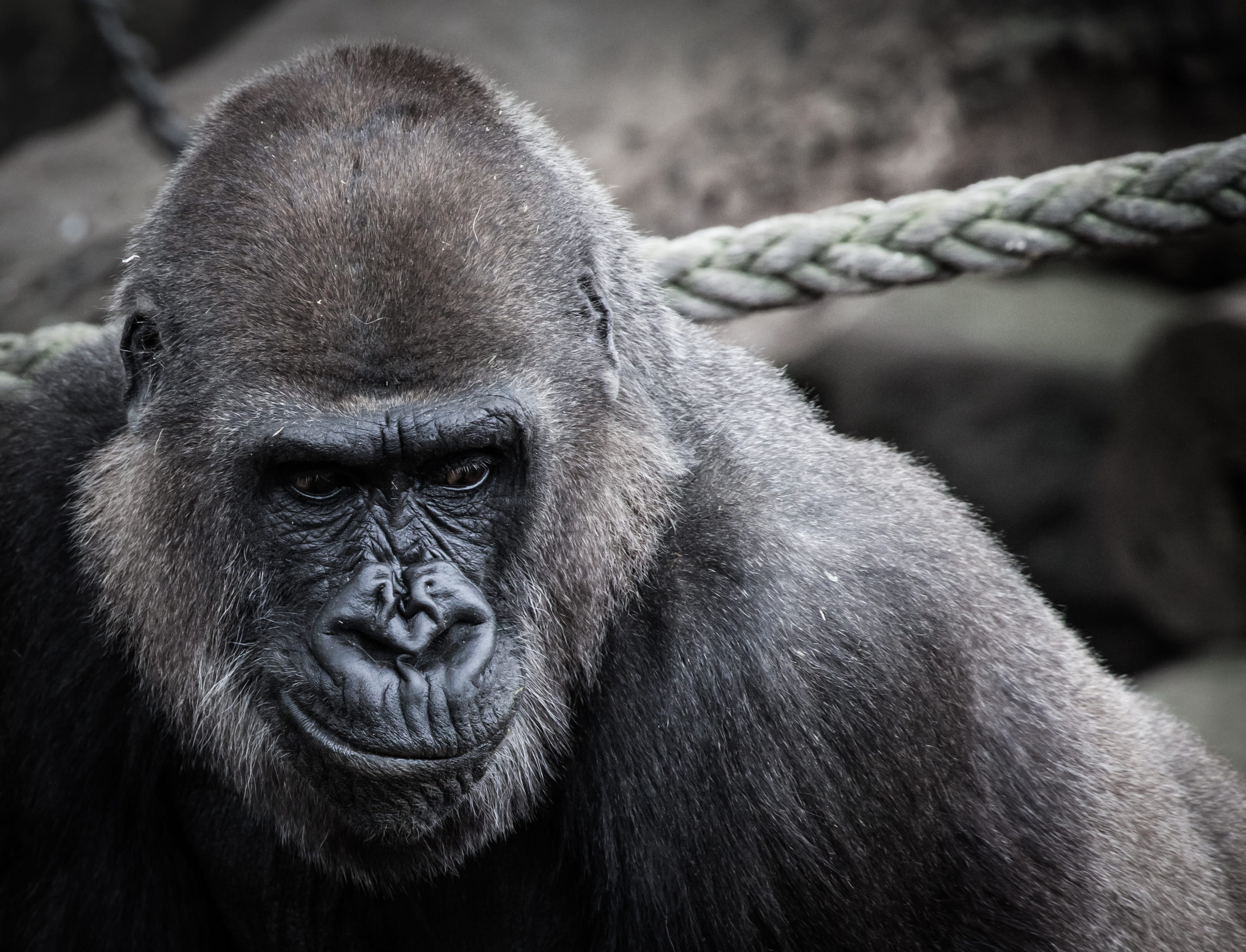 wild, animal Hair, zoo animal, forest, face, mammal, rwanda, captive, rope, endangered Species, africa, tropical Rainforest, zoo, ugandan Culture, gorilla, HD Wallpaper