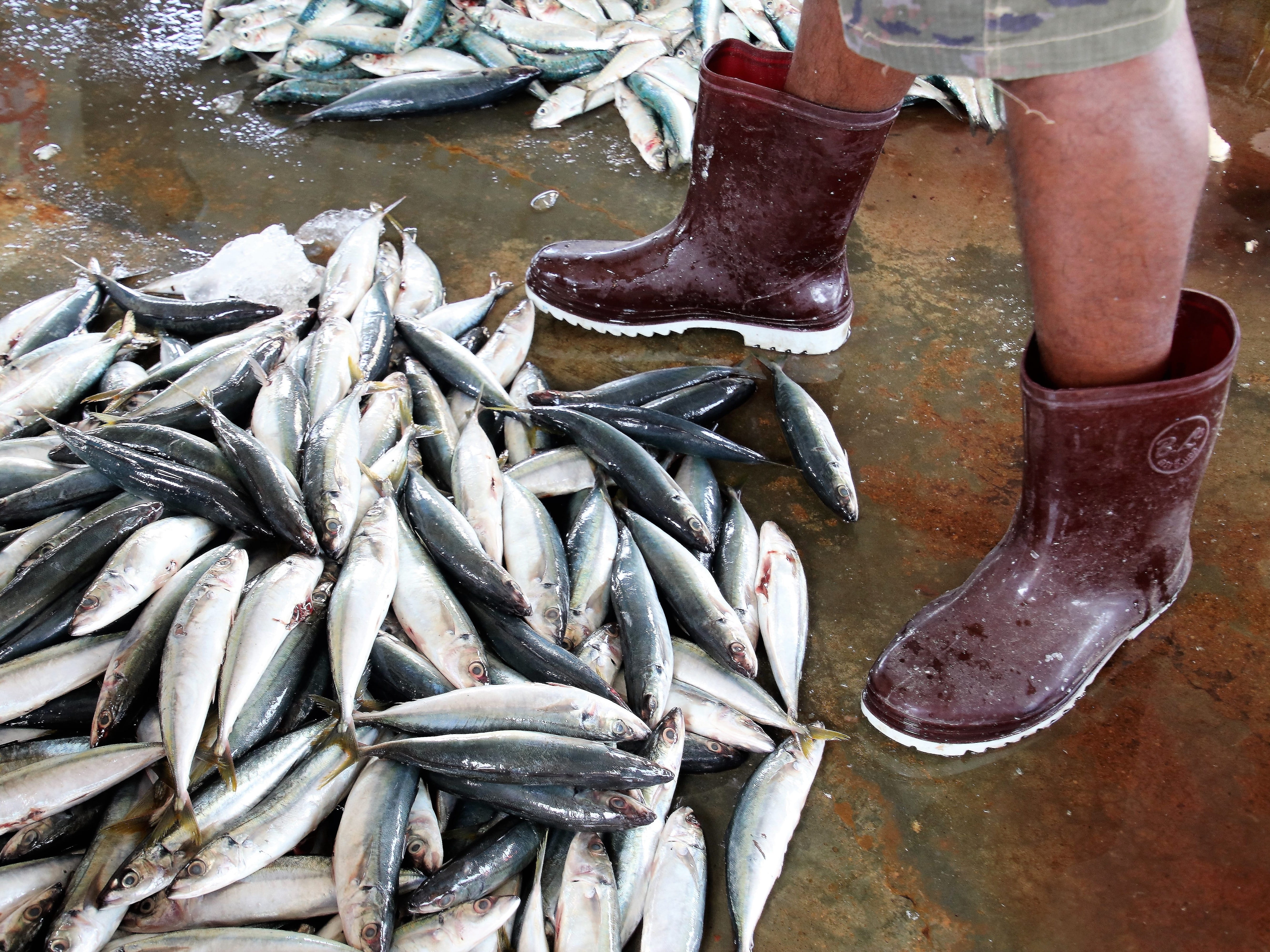 fish, high angle view, at the court of, the freshness, raw food, day, wet, fish market, earth, a fishing village, 5K, nature, wellbeing, brown, vertebrate, HD Wallpaper