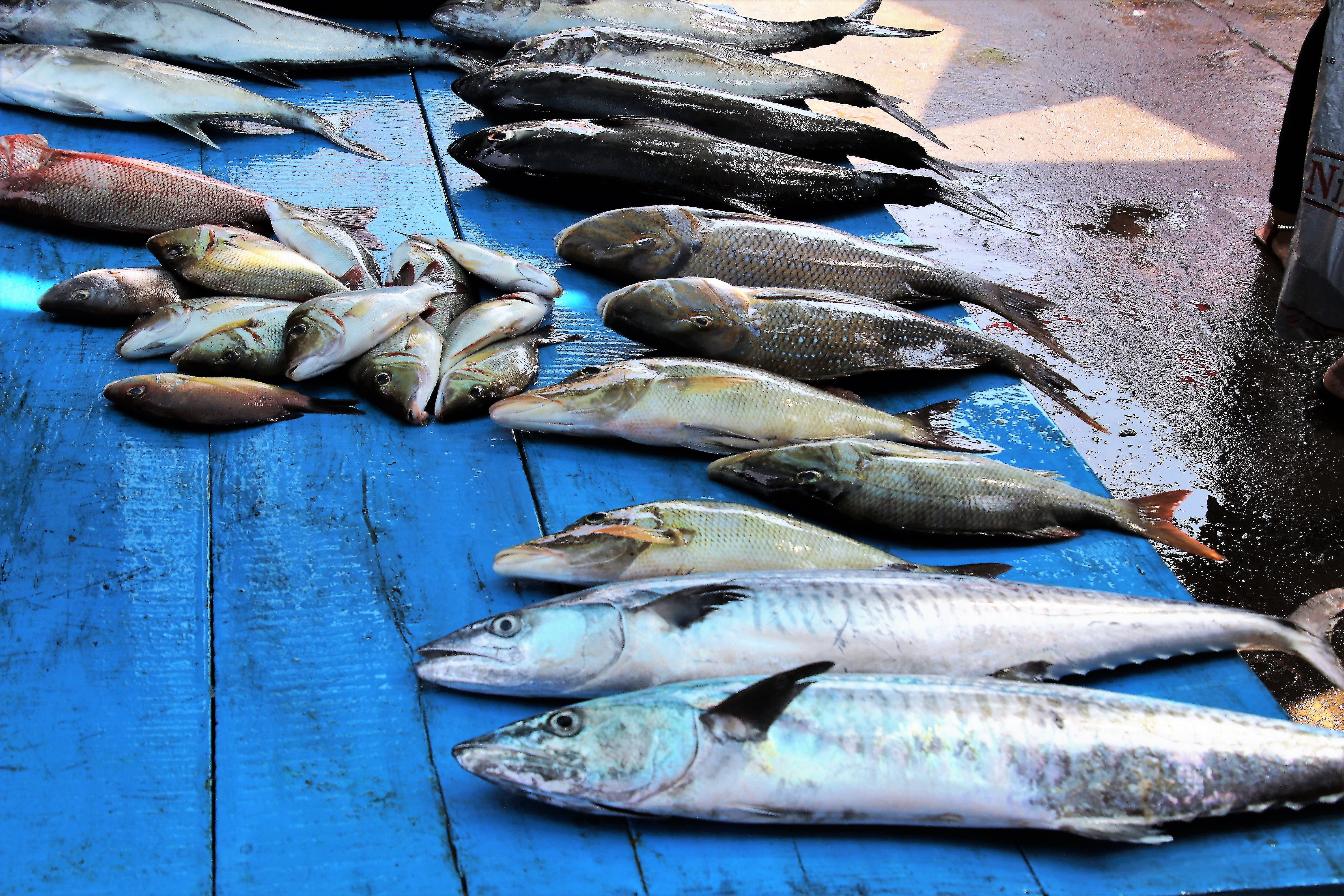 hot, silver, at the court of, healthy eating, raw food, fish market, outdoors, ocean, vertebrate, food, high angle view, healthy food, large group of objects, HD Wallpaper