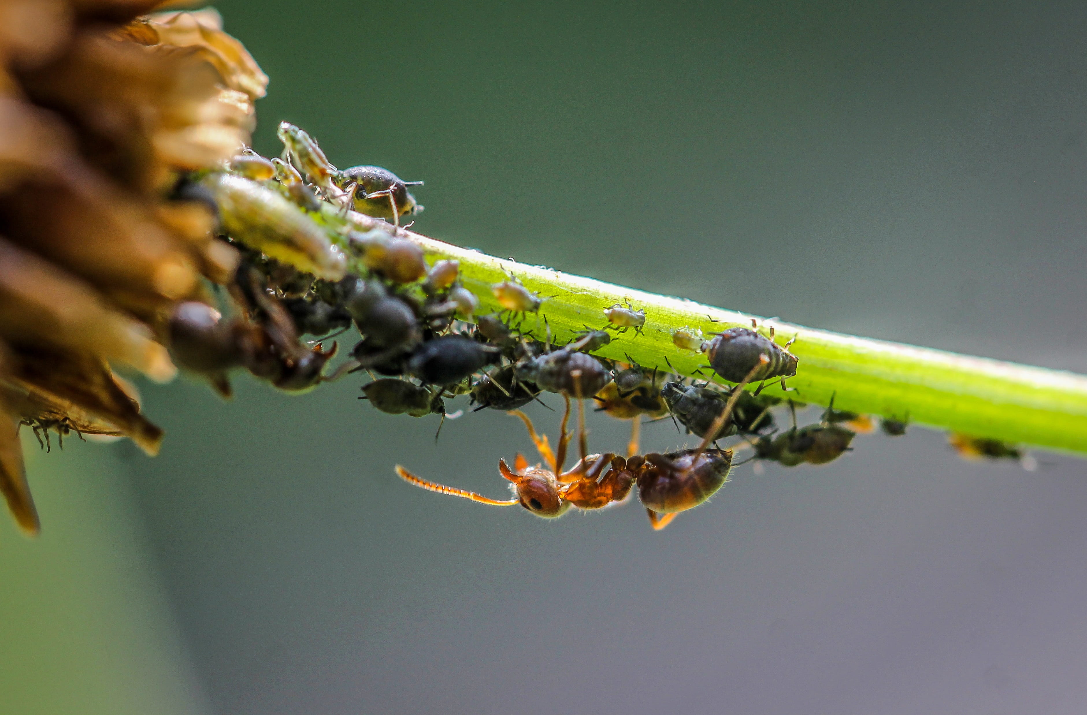 close-up, animal wildlife, symbiosis, lice, insect, no people, day, one animal, selective focus, beauty in nature, blackfly, invertebrate, macro, green color, HD Wallpaper