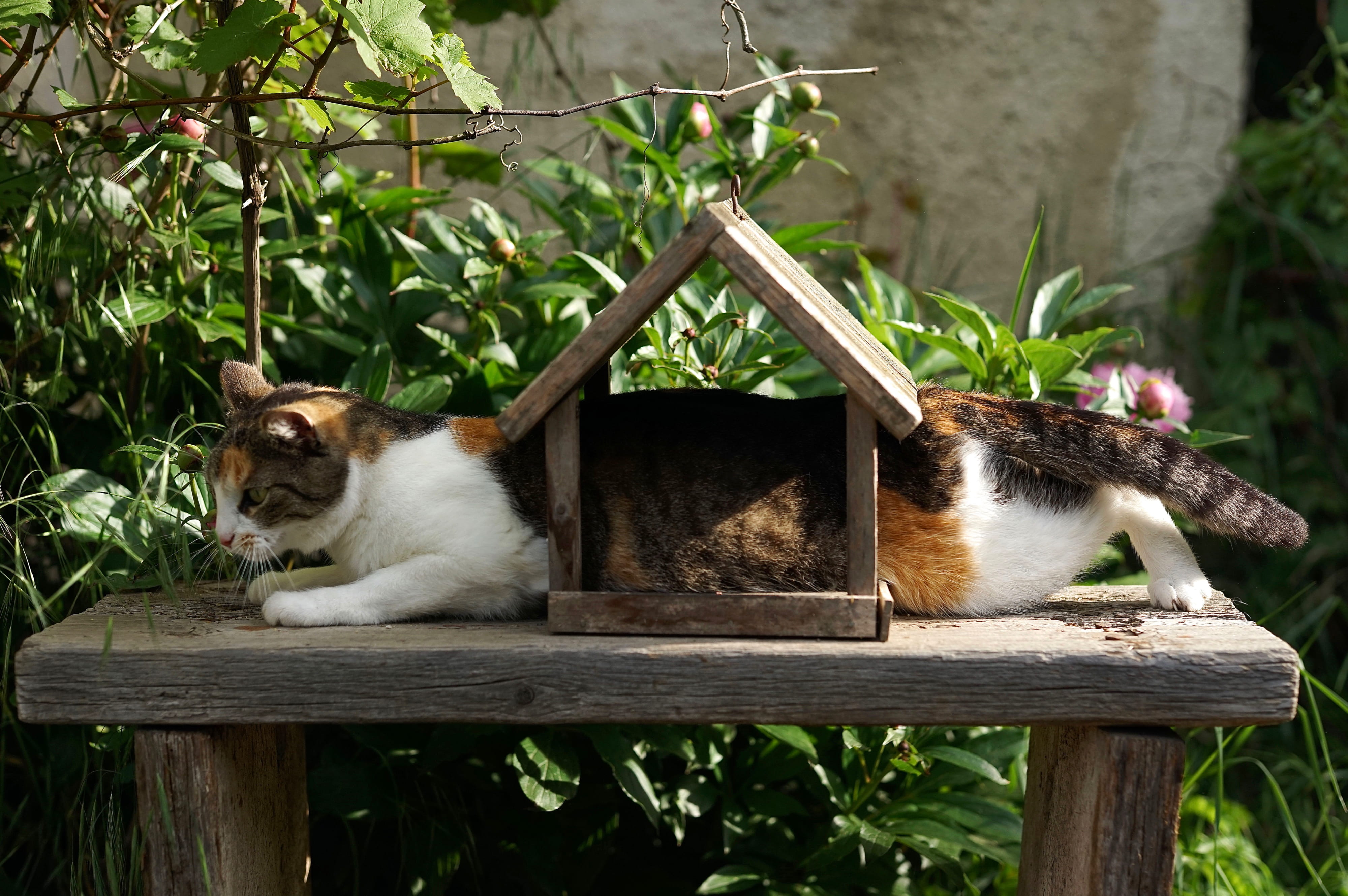 stuck, table, domestic cat, tree, relaxation, animal themes, day, arbour, nature, one animal, fun, outdoors, animal wildlife, hardwood, manx, kitten, feline, HD Wallpaper