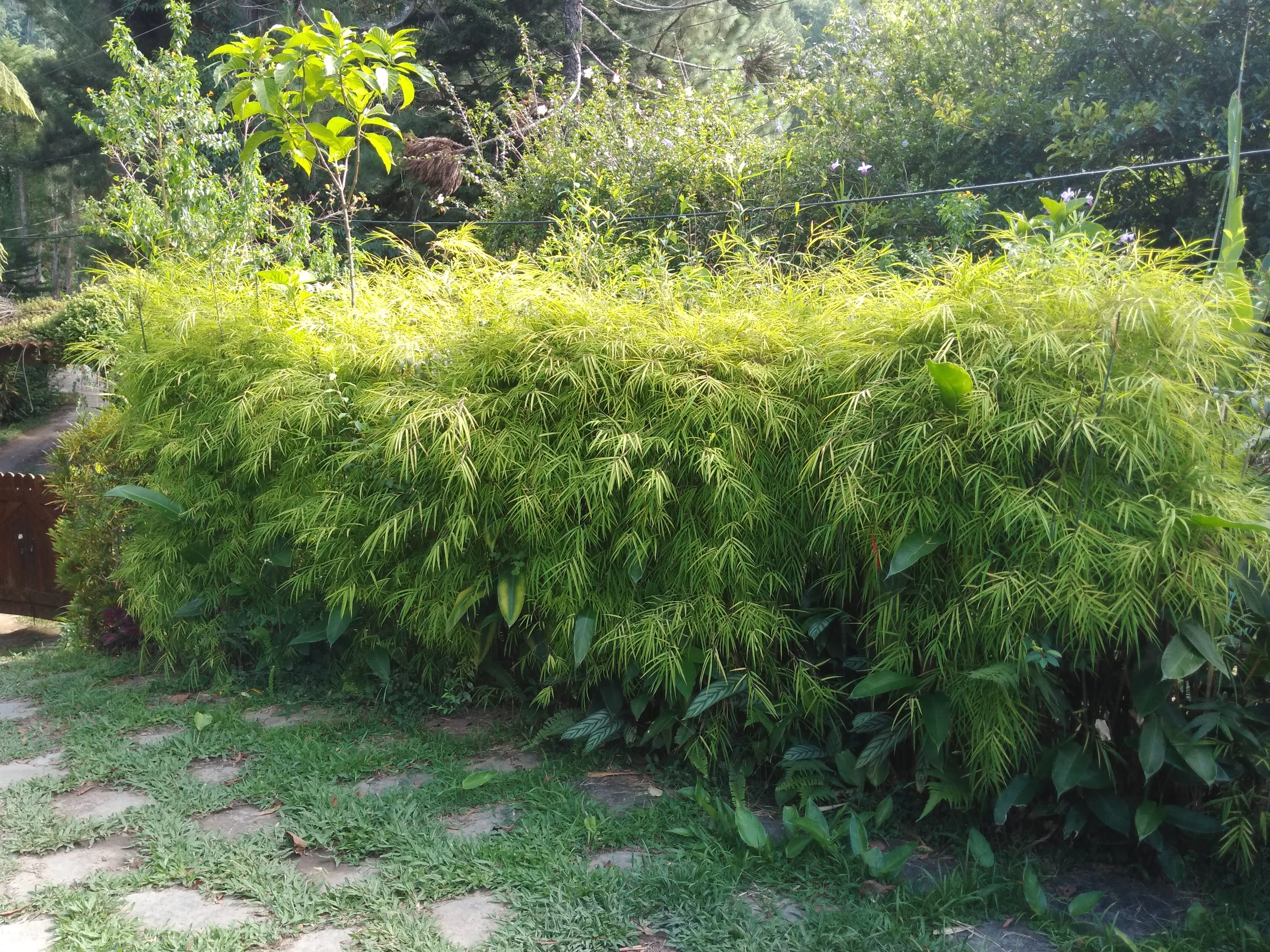 beauty in nature, day, vegetation, leaf, garden, outdoors, sunlight, grass, arbour, no people, yard, nature, plant, hedge, green color, scenics - nature, HD Wallpaper