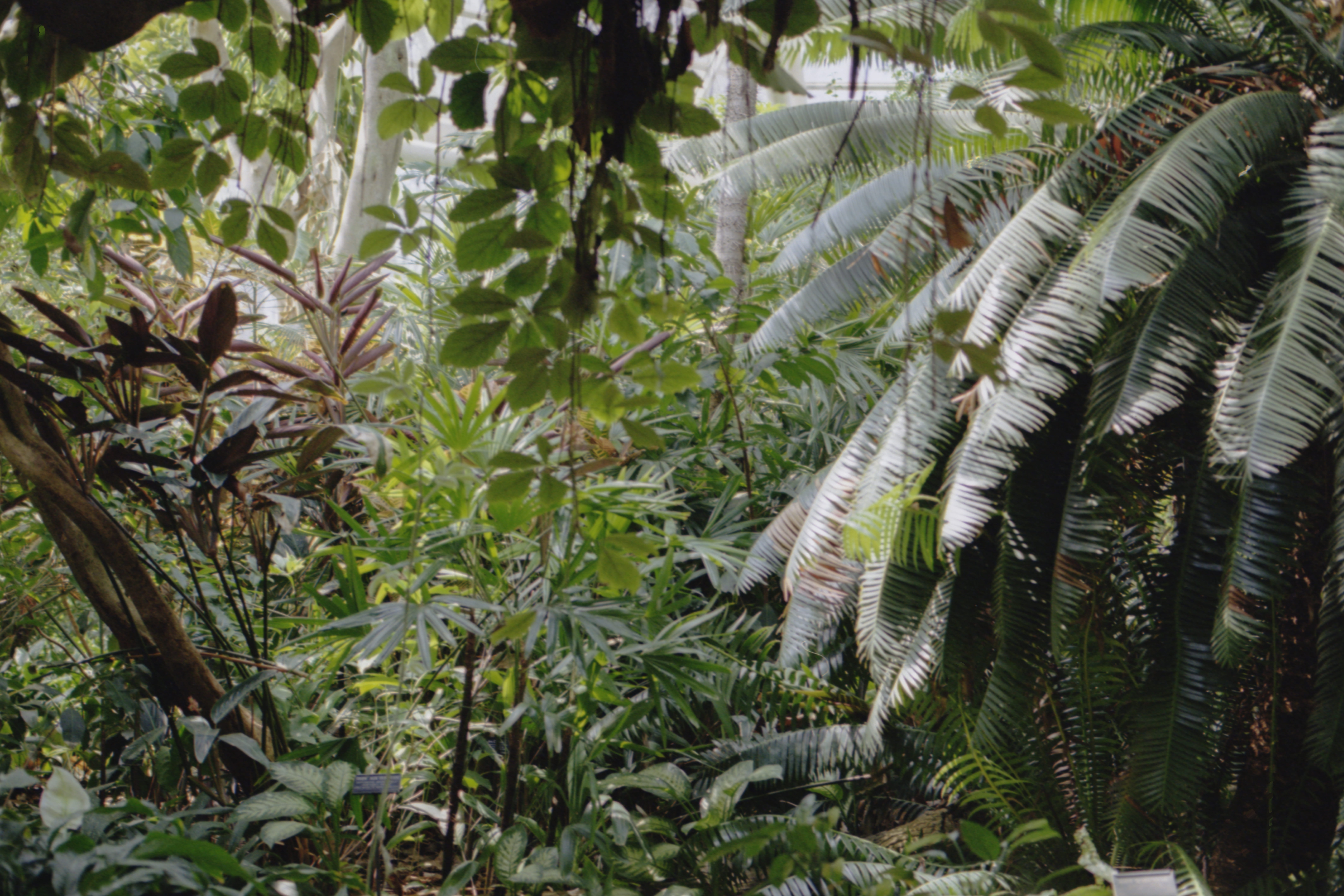 rainforest, dinosaur, vegetation, plant, arbour, green color, softness, botany, garden, flower, fern, outdoors, nature, 8K, leaf, plant part, vulnerability, HD Wallpaper