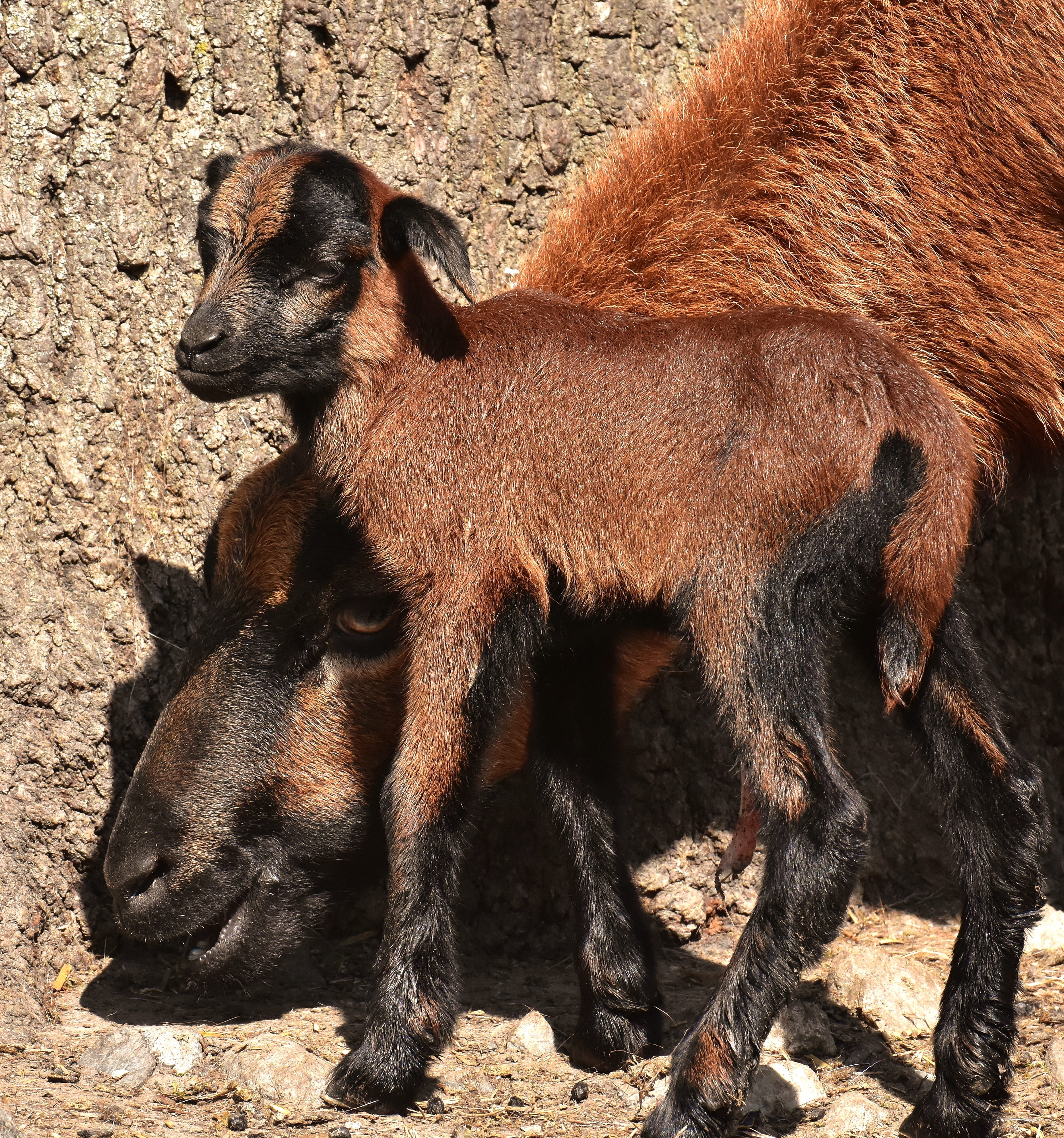 sunlight, no people, animal family, animal wildlife, wildpark poing, domestic, outdoors, pets, vertebrate, newborn, herbivorous, mammal, young animal, 4K, Phone HD Wallpaper