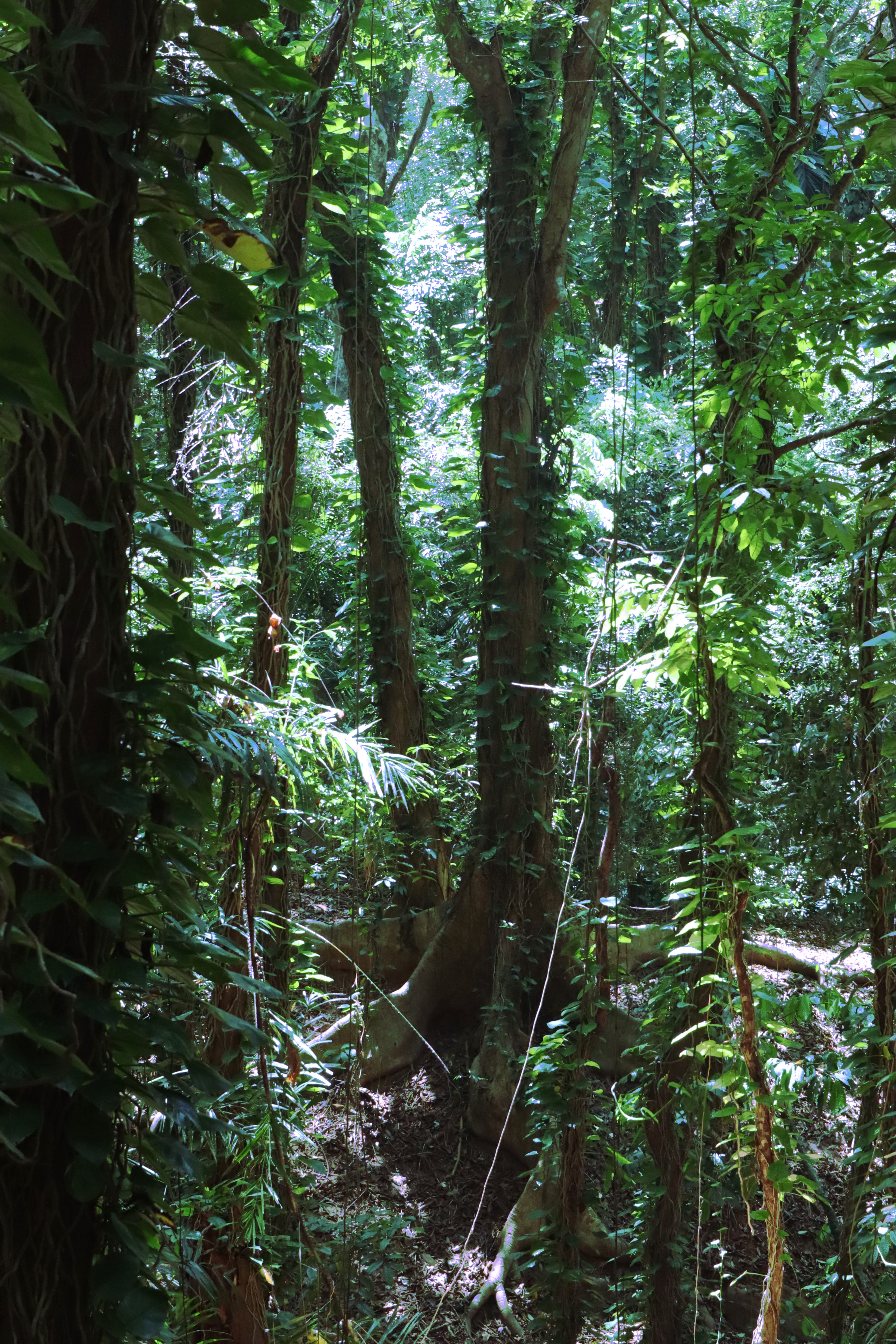 trunk, vegetation, foliage, jungle, no people, adventure, woodland, nature, forest, rainforest, beauty in nature, bamboo - plant, plant, scenics - nature, Phone HD Wallpaper