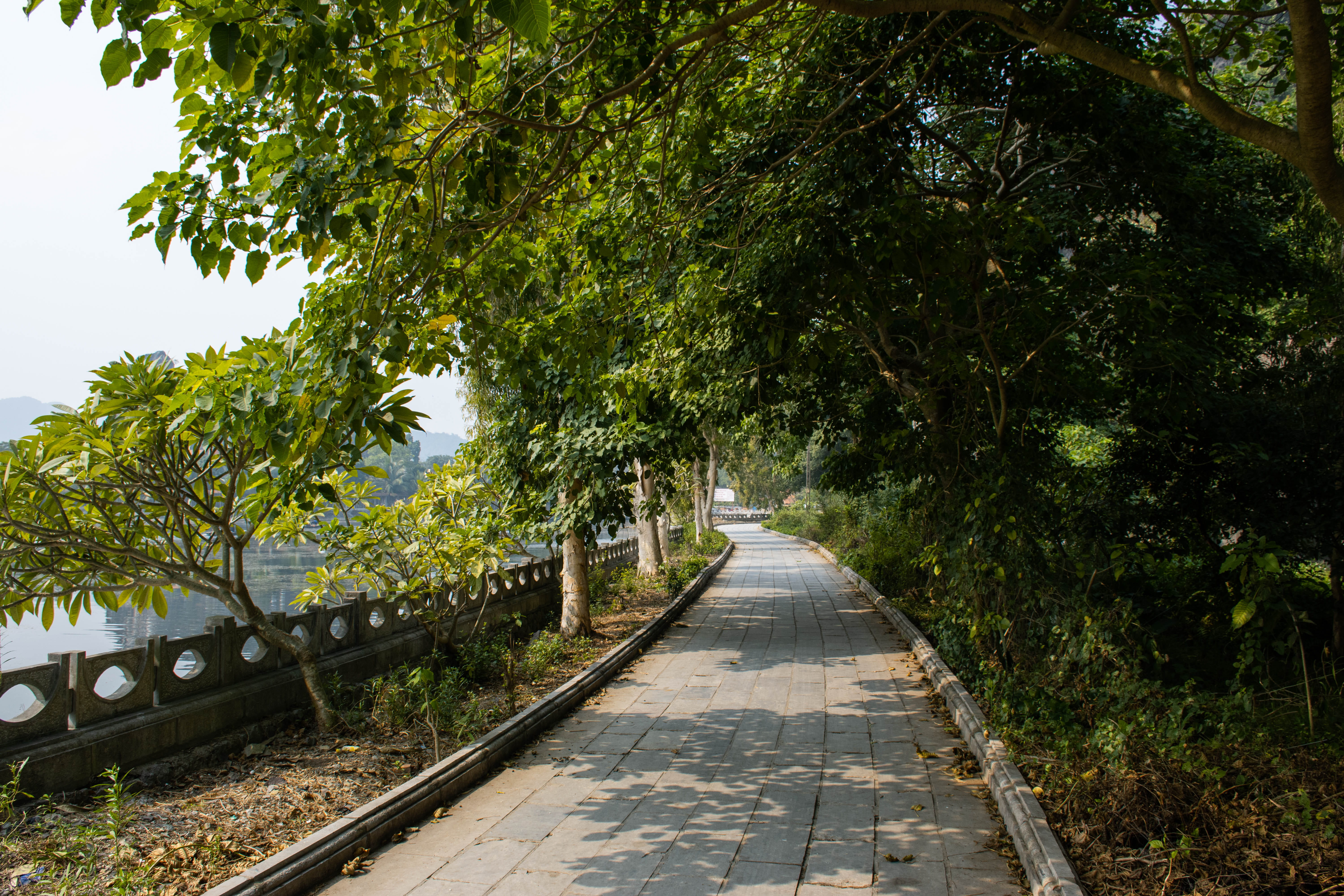 vietnam walk, growth, diminishing perspective, pesdetrian street, pavement, no people, vanishing point, chemin, tree, stone stree, plant, fence, road, transportation, HD Wallpaper