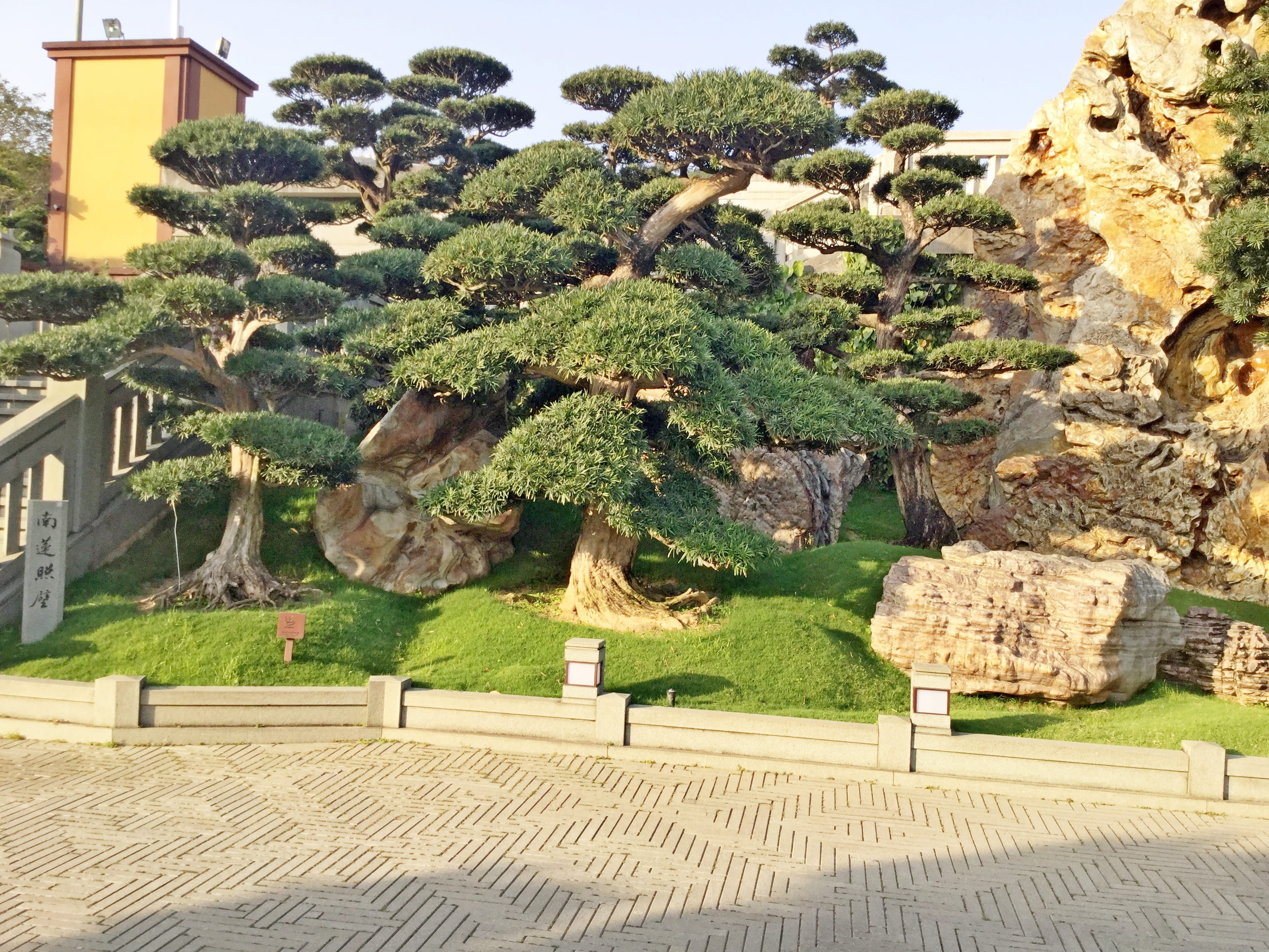 tree, day, no people, hanging, china, bonsai, chi lin nunnery and nan lian garden, park - man made space, jar, outdoors, land, architecture, yew, vase, HD Wallpaper