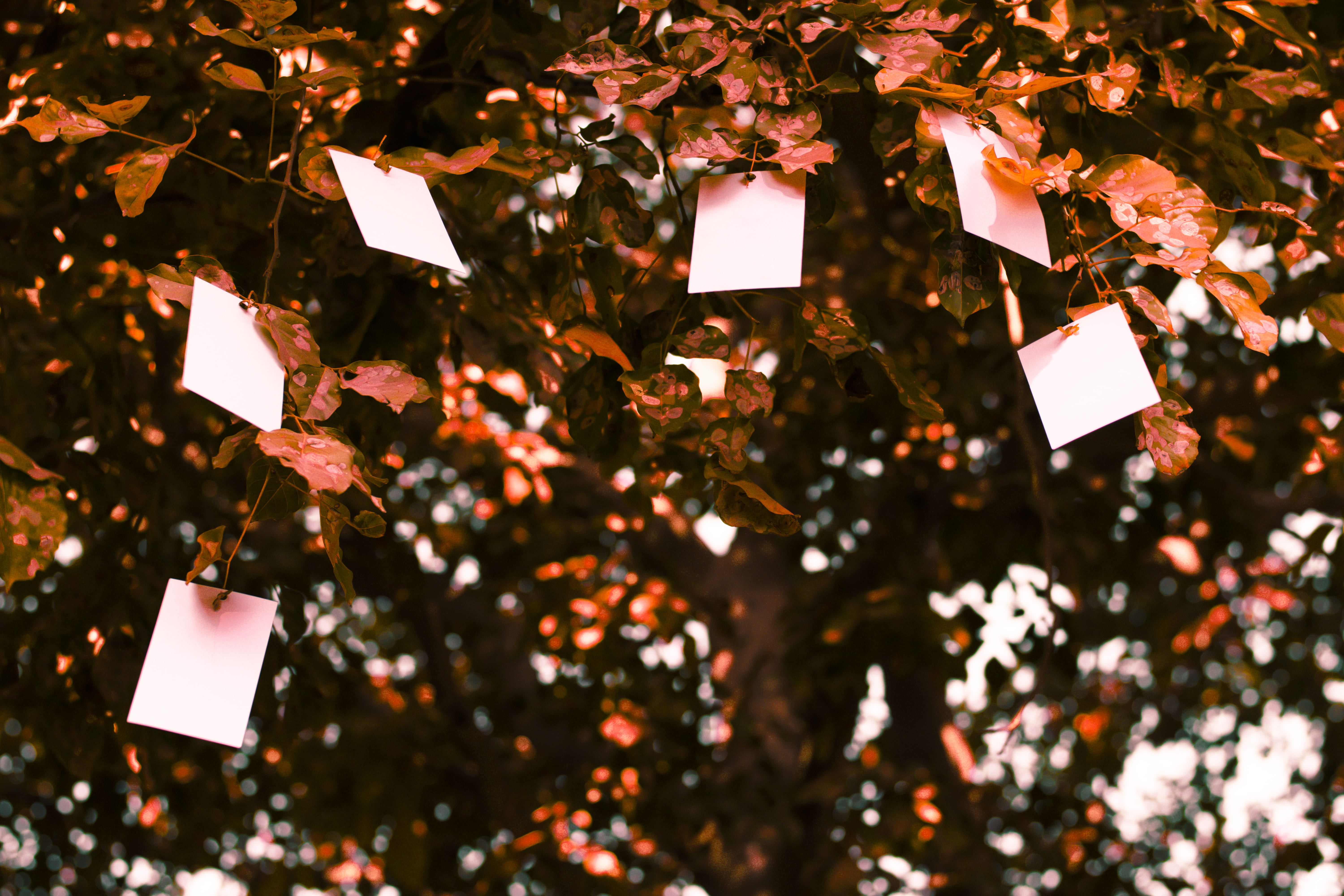 orange, focus on foreground, decoration, backgrounds, communication, paper, hanging, message, focus, full frame, abundance, plant, tree, hung, large group of objects, HD Wallpaper