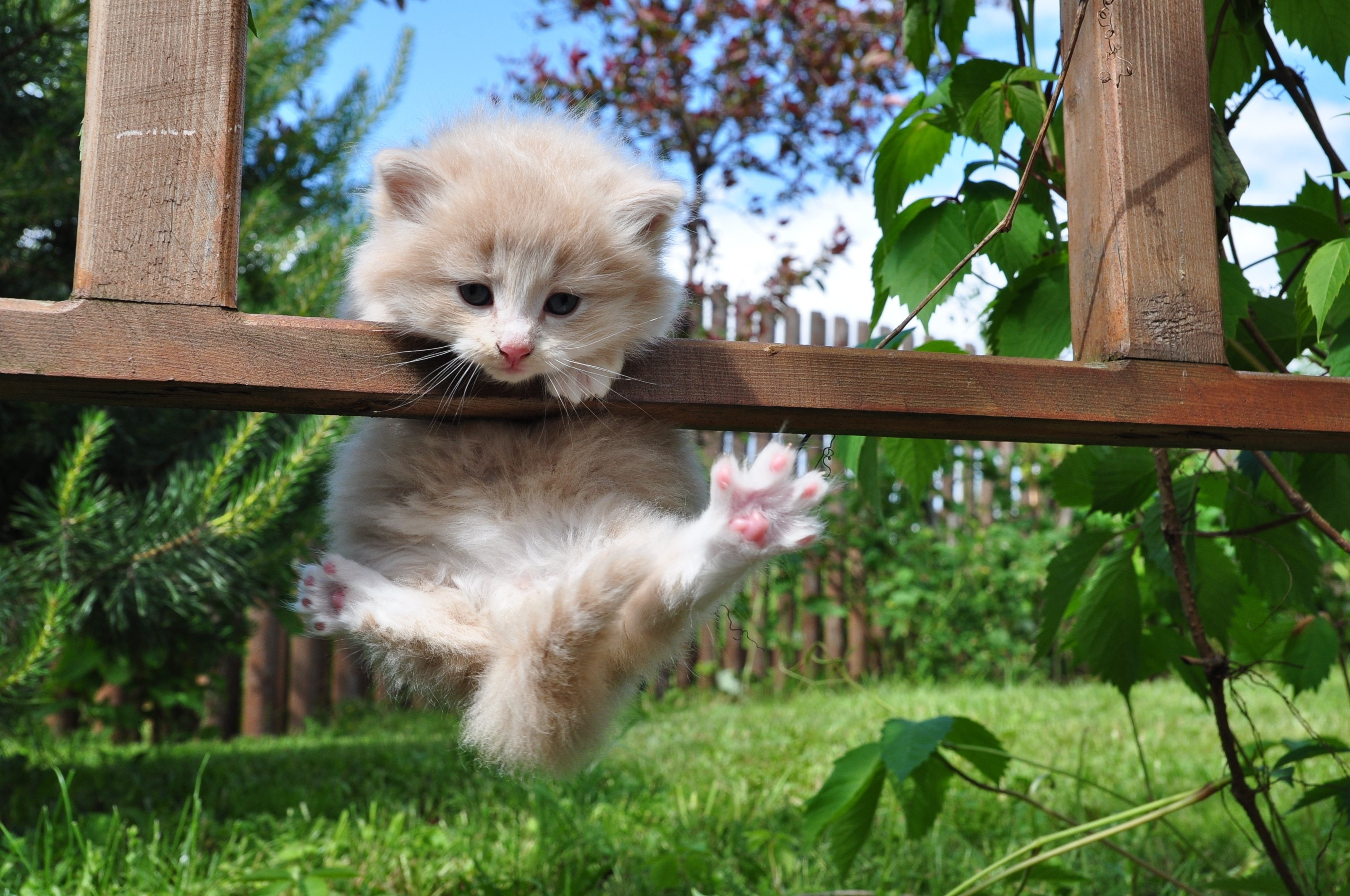 Hung, cute, 2K, resting, Furry, grass, kitty, HD Wallpaper