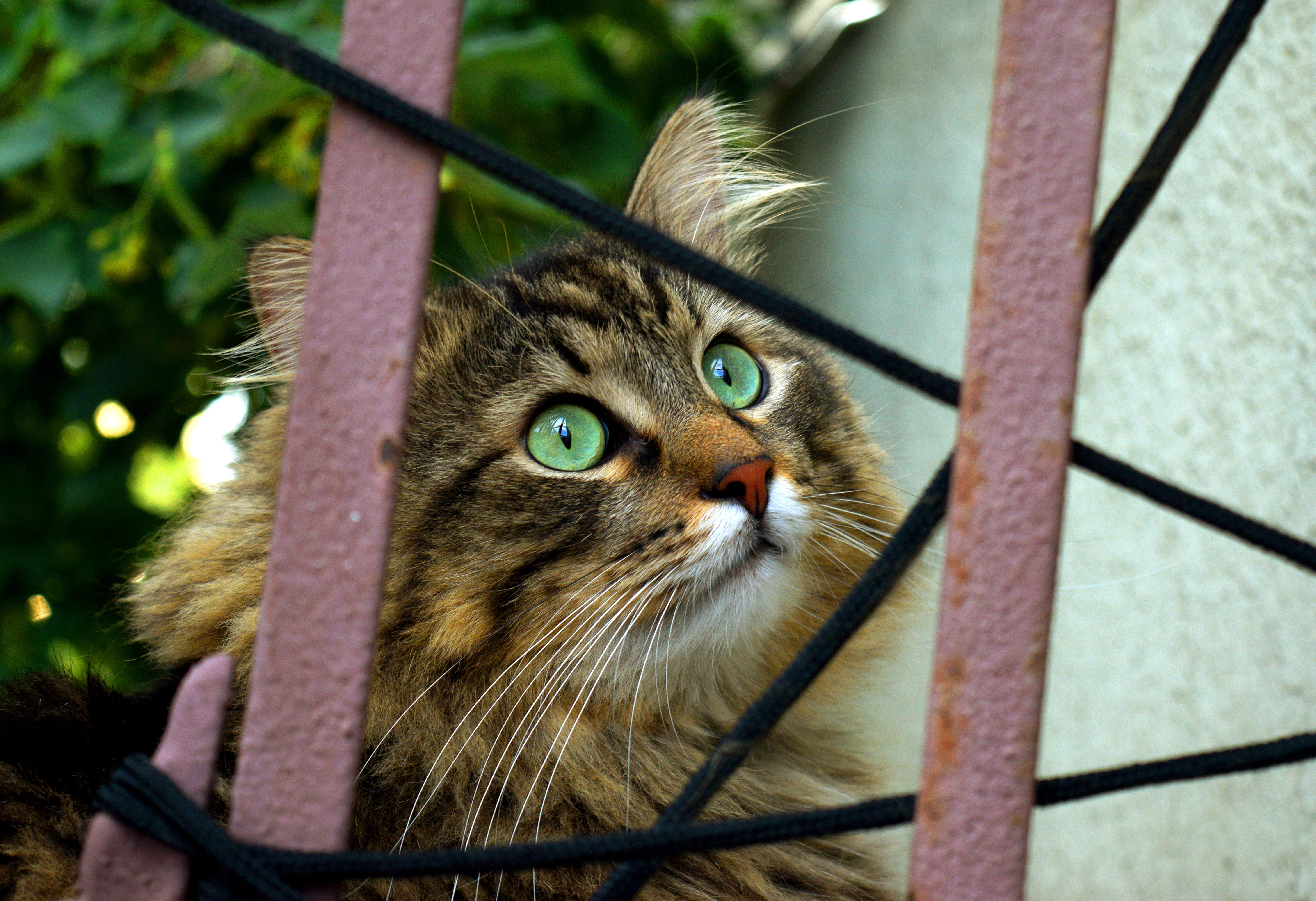 bars, cat, daytime, curious, look, animal head, adoption, pet, pets, fur, domestic cat, whisker, green, one animal, animal eye, day, eyes, looking away, HD Wallpaper
