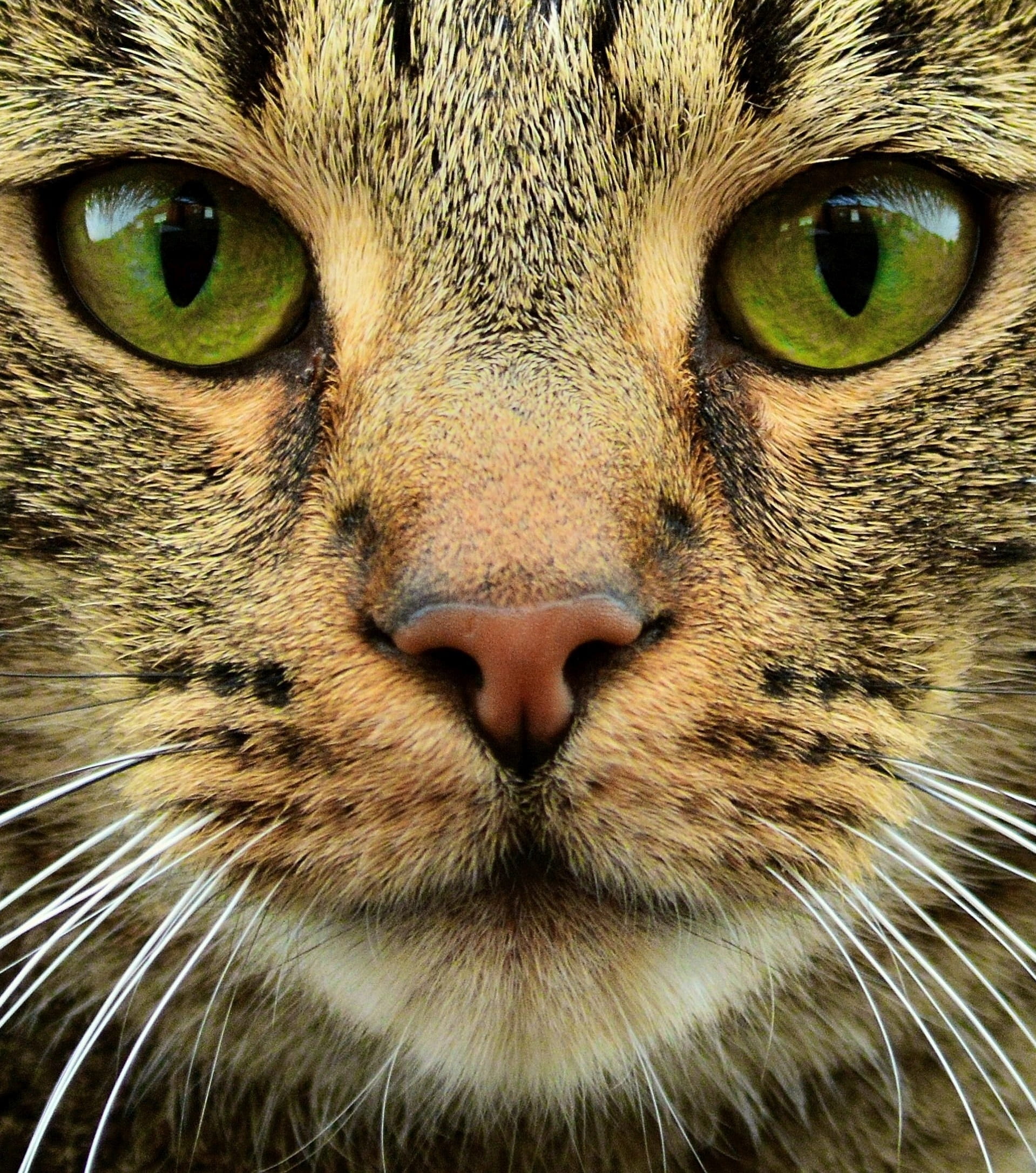 animal nose, staring, body part, furry, animal body part, one animal, no people, iris - eye, whisker, eye, aggression, Cat, ominous, pets, 1080P, full frame, Phone HD Wallpaper
