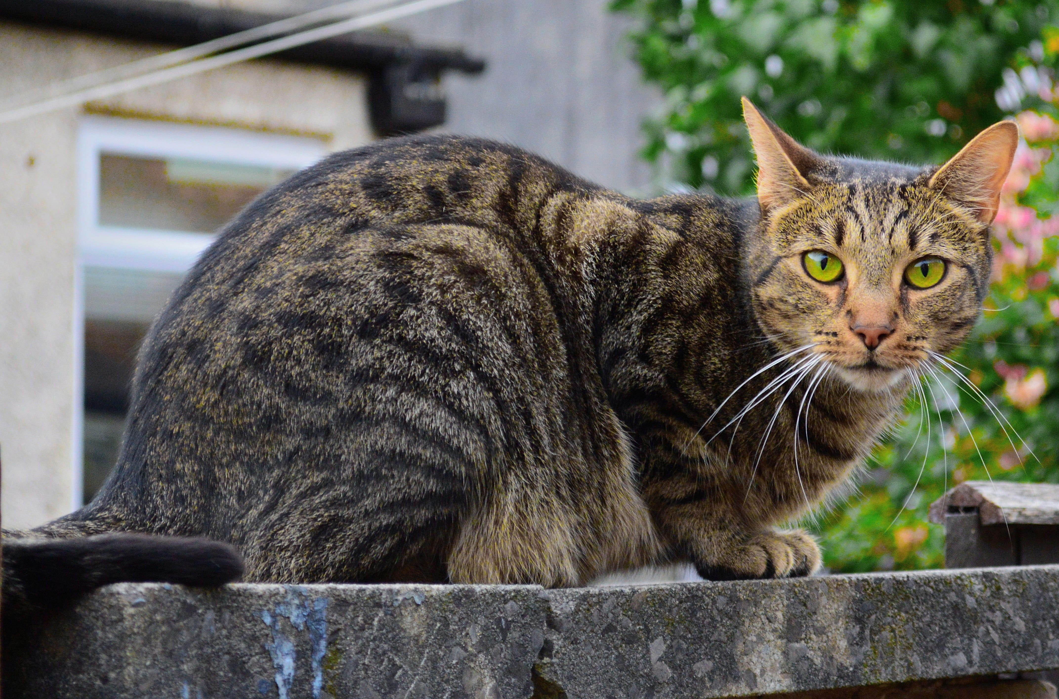 green eyes, barred tabby, domestic, fur, portrait, staring, animal head, one animal, vertebrate, day, Pet, Cat, outdoors, relaxation, animal themes, Animal, HD Wallpaper