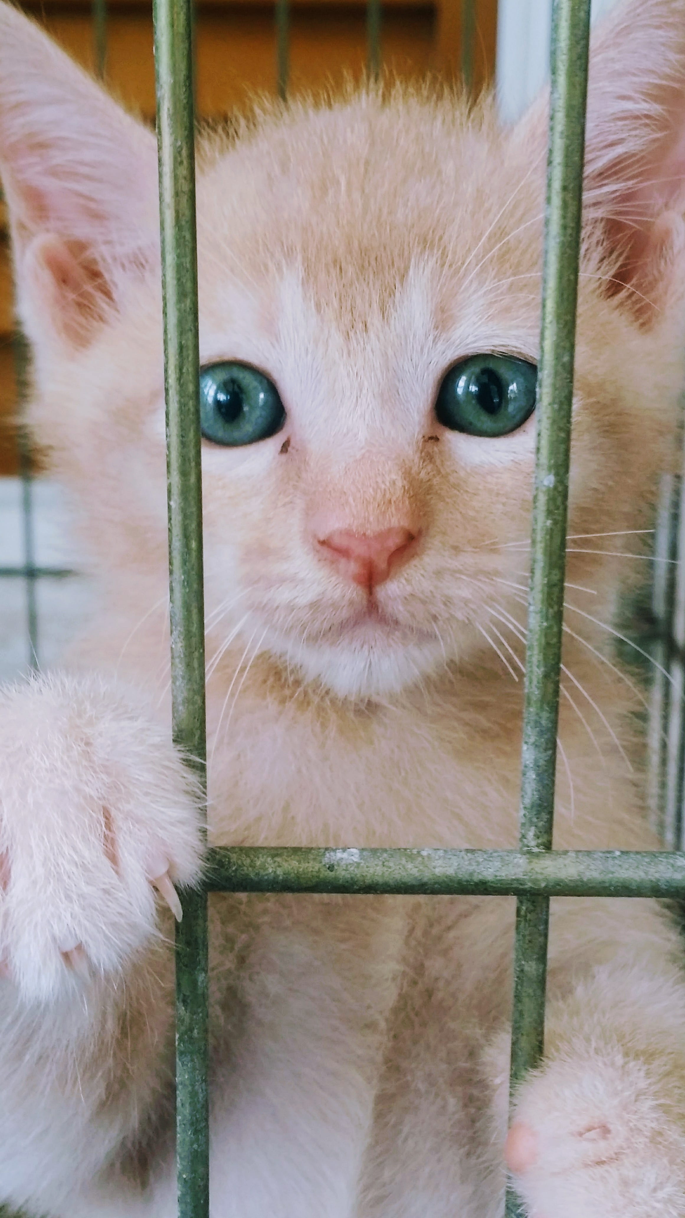 whisker, sweet, blue eyes, no people, cage, animals in captivity, looking at camera, baby, pet, snout, domestic animals, small, portrait, fur, mammal, little, Phone HD Wallpaper