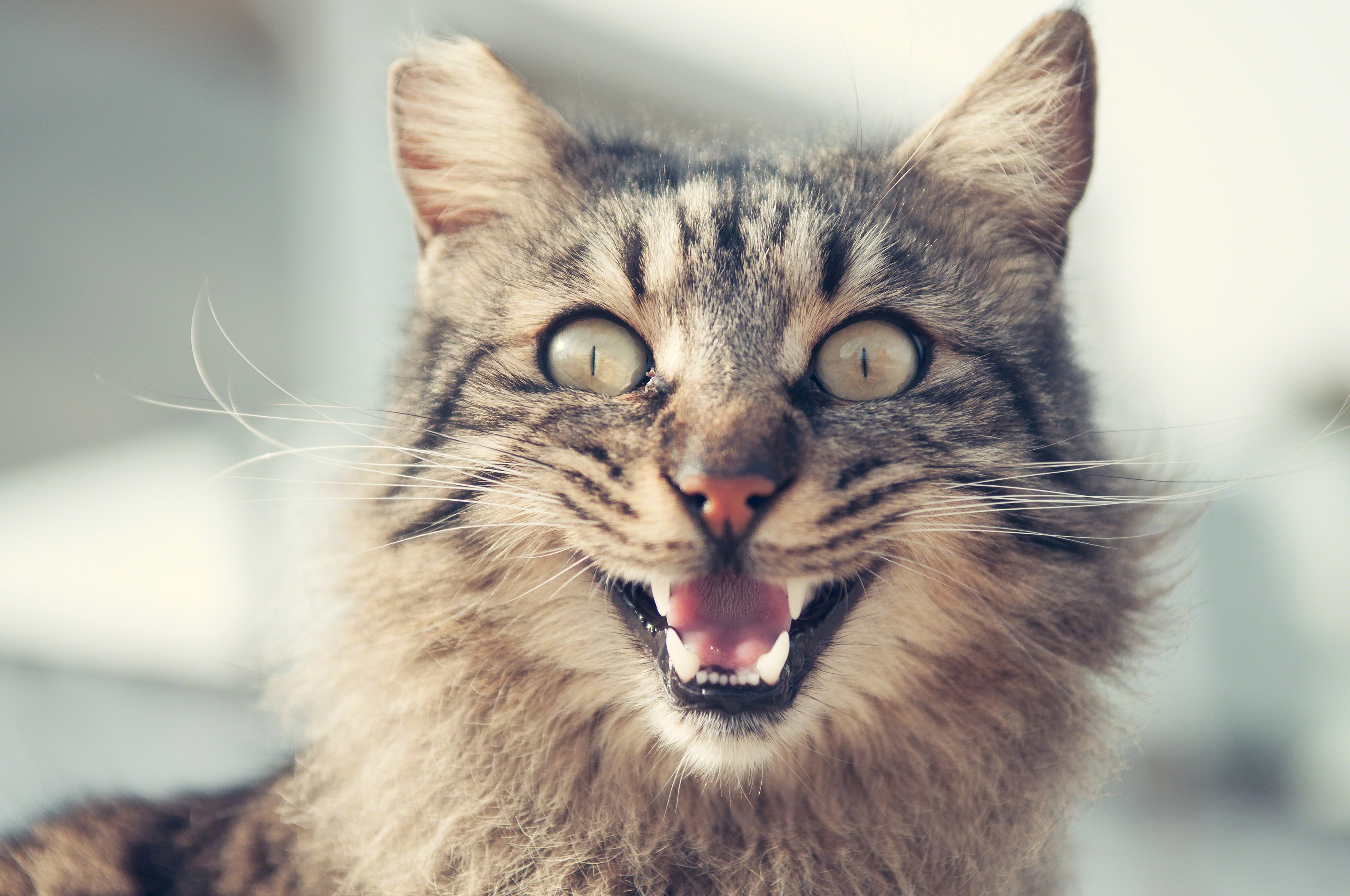 tone, aggression, brown, toned, expression, animal themes, closeup, curious, no people, animal eye, detail, filter, pets, animal head, mouth open, 2K, HD Wallpaper