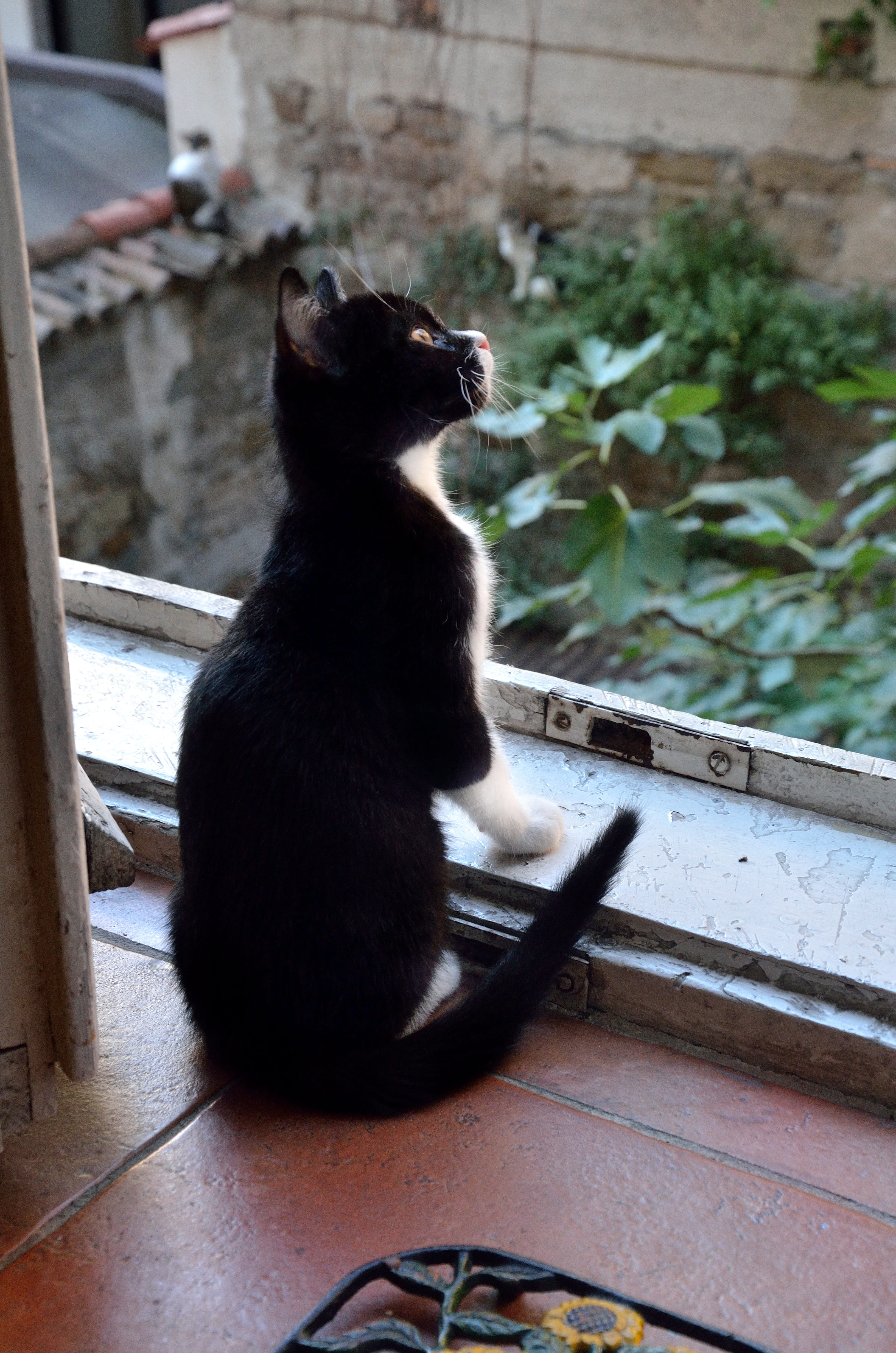animal themes, Cats, light, meditation, one animal, Cat, White, to watch, domestic cat, vertebrate, focus on foreground, feline, no people, Window, plant, Phone HD Wallpaper