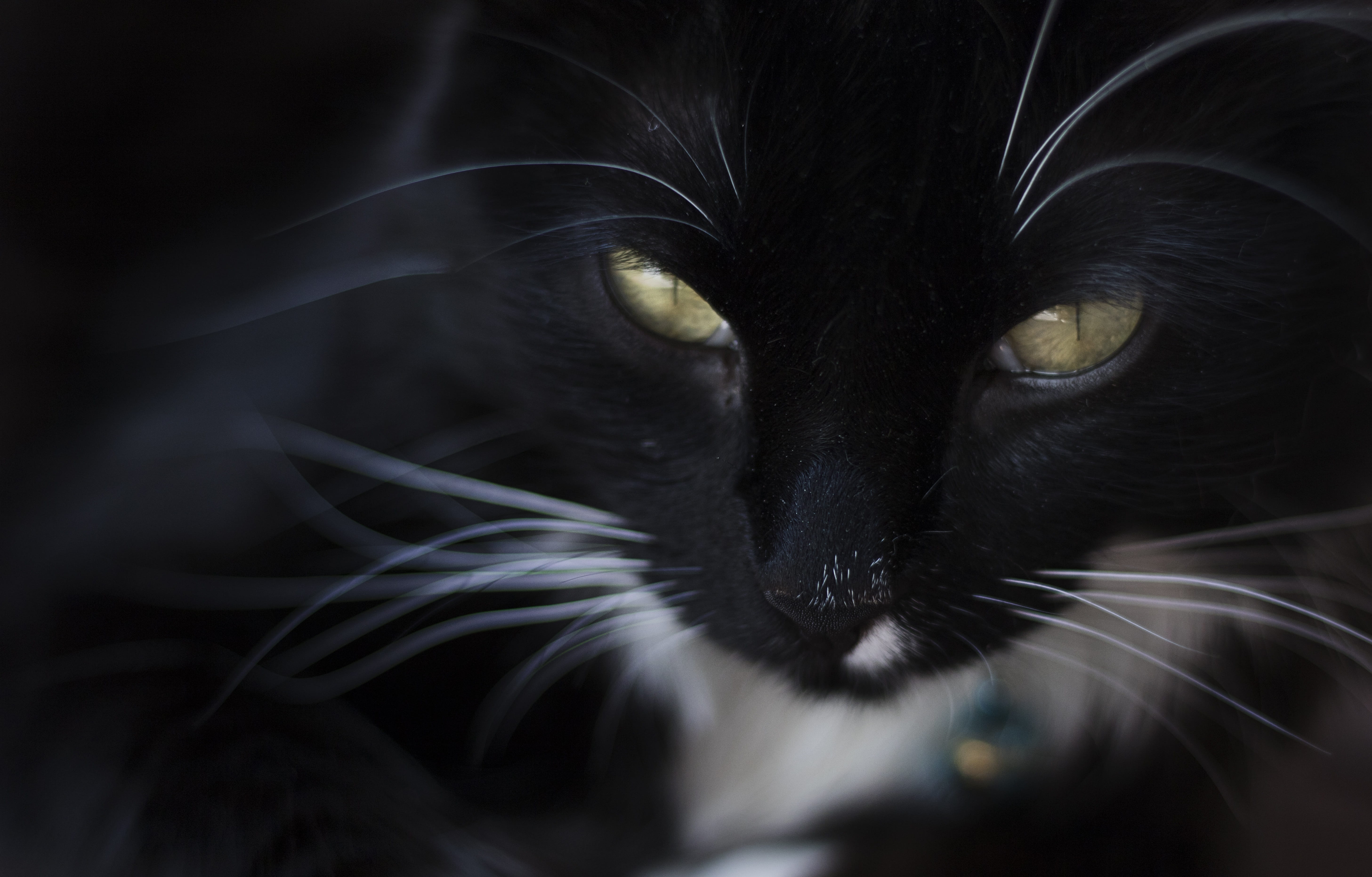 hair, funny, whisker, home, head, vertebrate, looking at camera, eyes, yellow eyes, white, sweet, kitty, black Color, fluffy, portrait, friend, green, purebred, HD Wallpaper