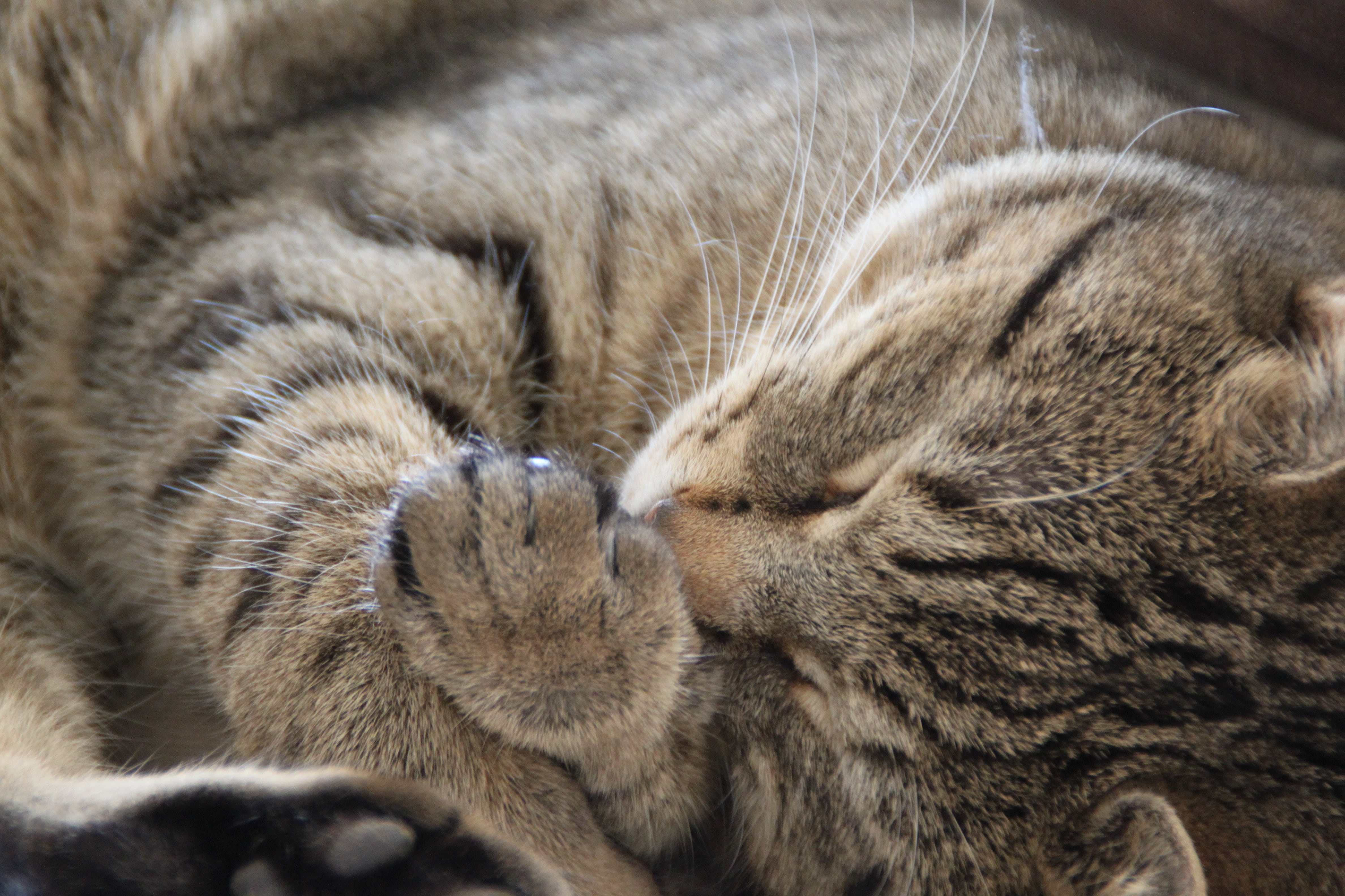 adorable, domestic animals, silver, face, animal head, cute cat, domestic cat, 4K, funny cat, cat, domestic, close-up, relaxation, resting, home, fluffy, HD Wallpaper