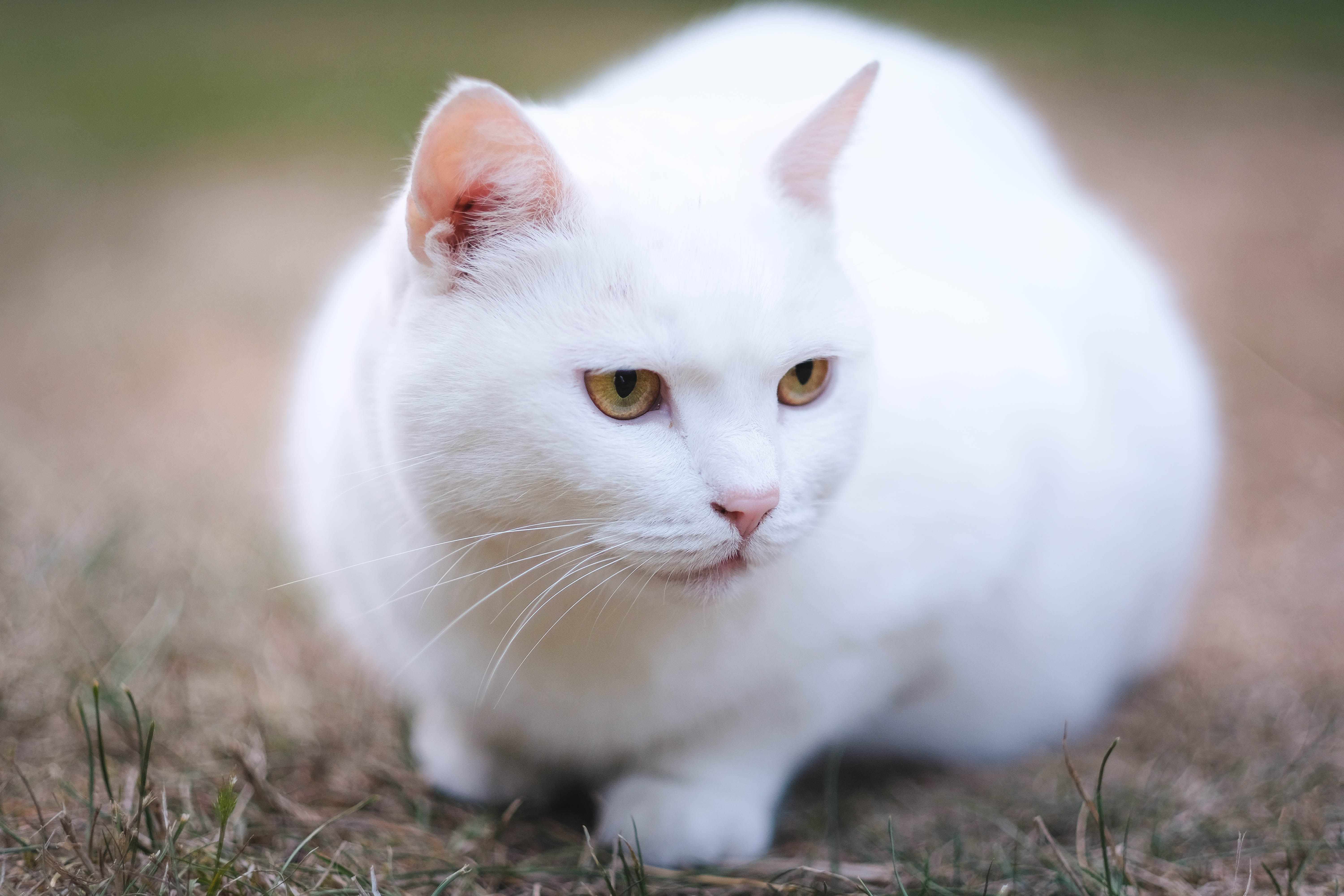 mammal, eye, varekil, kitten, close-up, manx, bright, looking, white color, cat, looking at camera, focus on foreground, haired, grass, sweden, photo, feline, HD Wallpaper