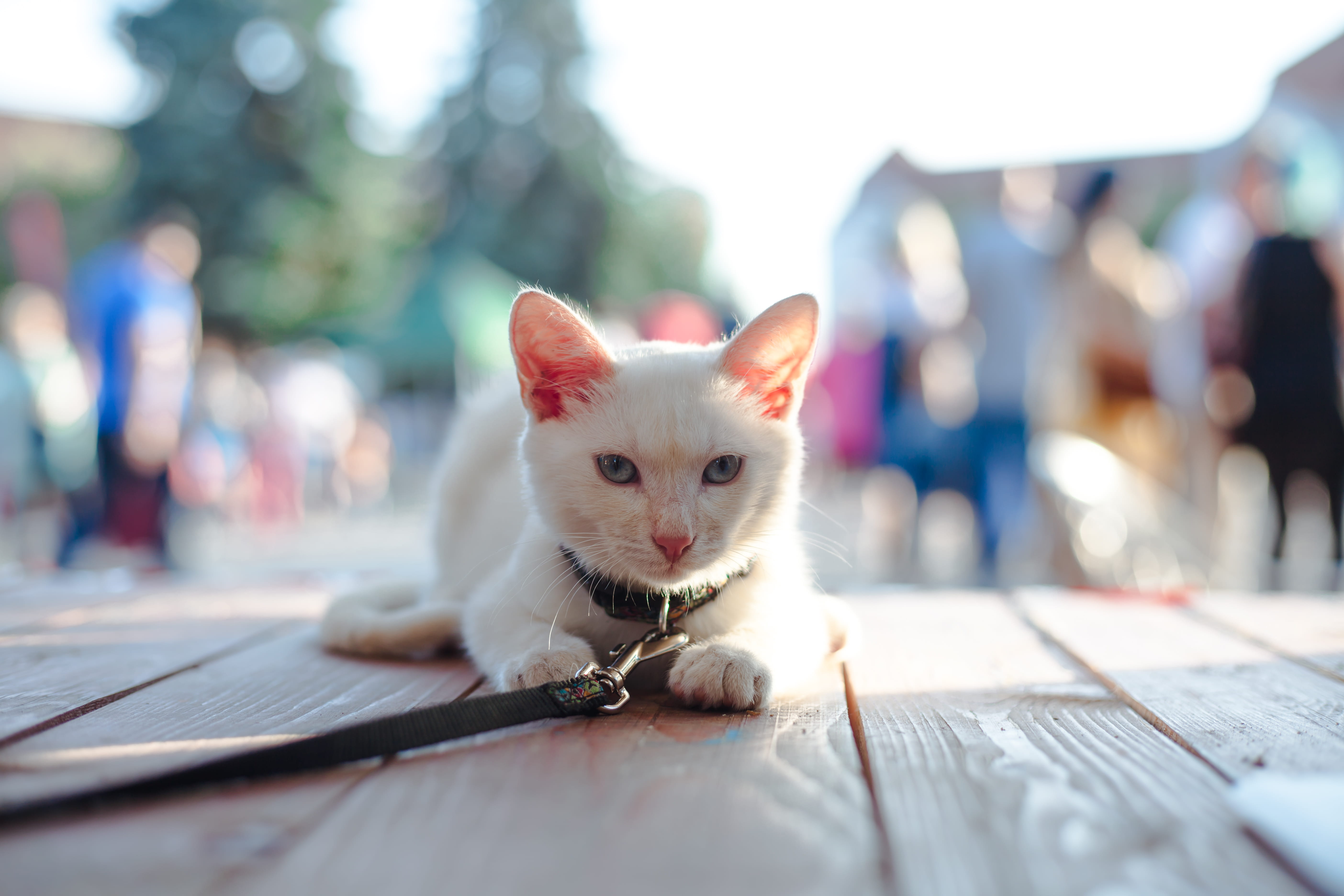 domestic cat, feline, manx, outdoors, focus, floor, pets, strap, abyssinian, vertebrate, portrait, banister, home decor, looking at camera, white, selective focus, HD Wallpaper
