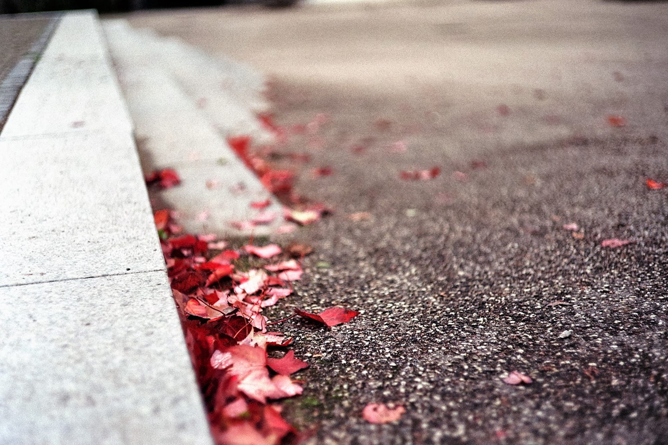 red, background, red leaf, day, flower, surface level, leaf, plant, 1080P, germany, soft, grain, dry, bokeh, outdoors, film, nature, sidewalk, analogue, HD Wallpaper