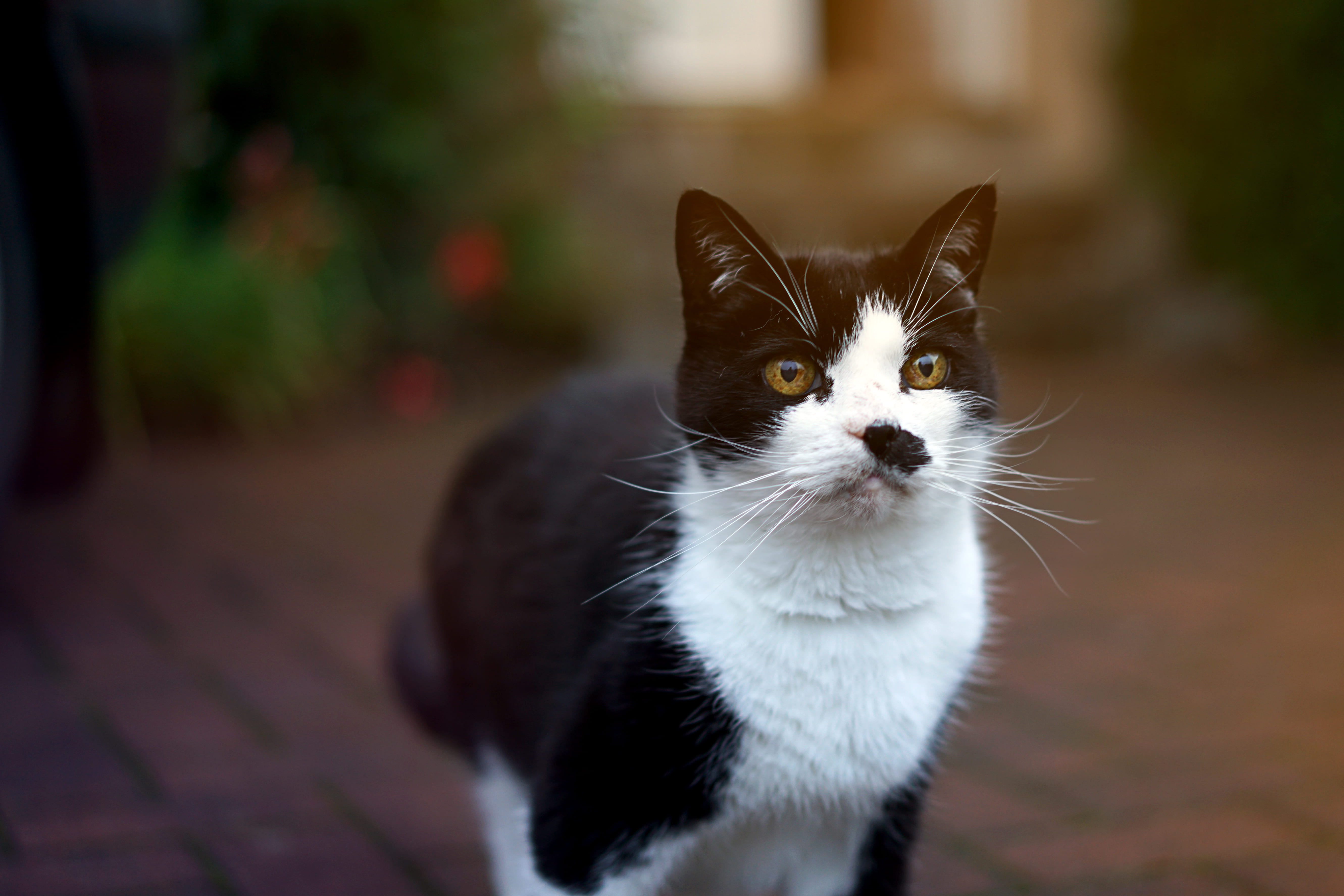 domestic, autumn colour, pets, photography, animal head, day, feline, 5K, no people, shift, domestic cat, portrait, bokeh, autumn color, animal body part, HD Wallpaper