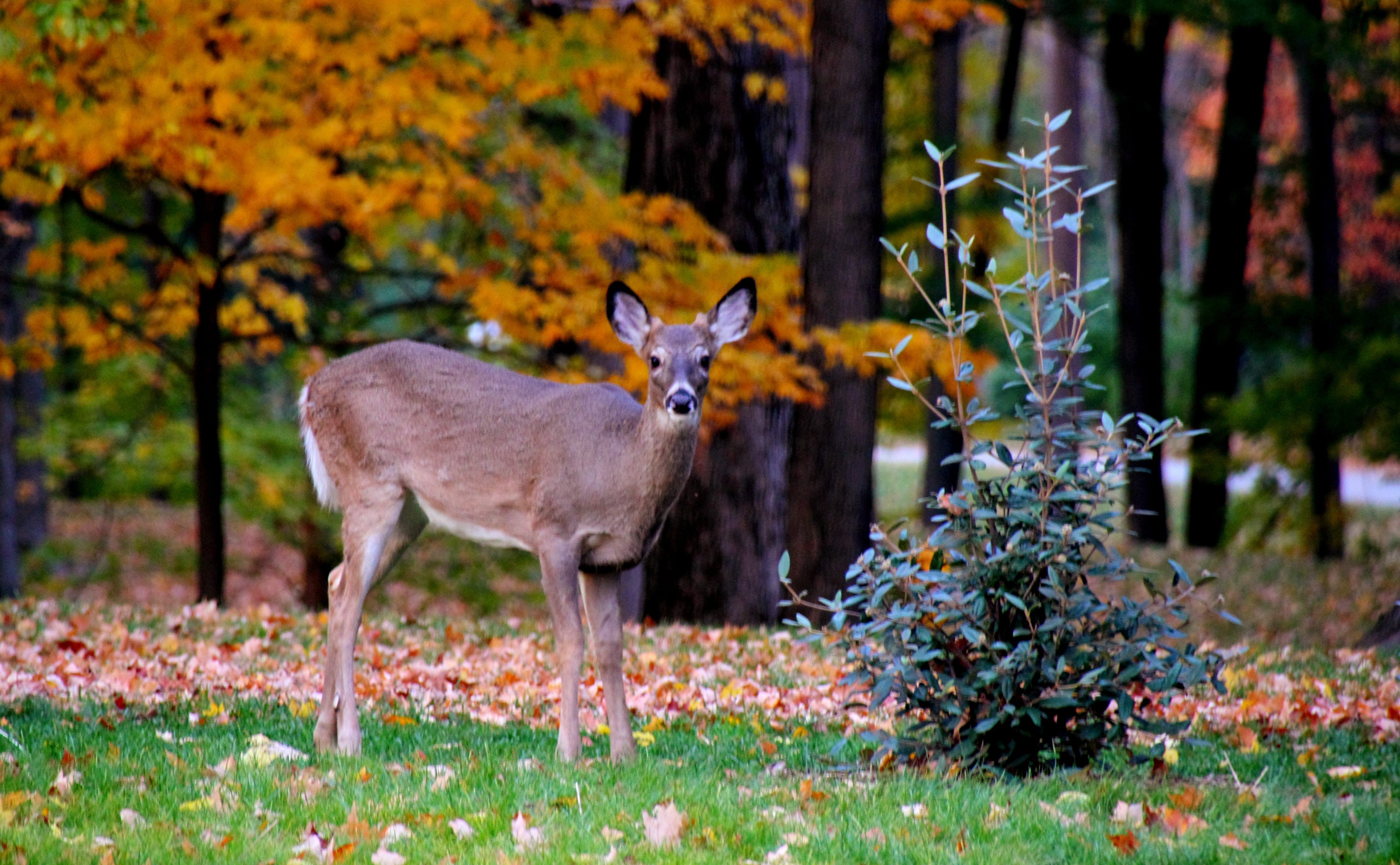 animal, park, forest, brown, deer, land, fawn, cute, wildlife, vertebrate, herbivorous, no people, 4K, outdoors, day, fur, tree, hunting, nature, change, HD Wallpaper