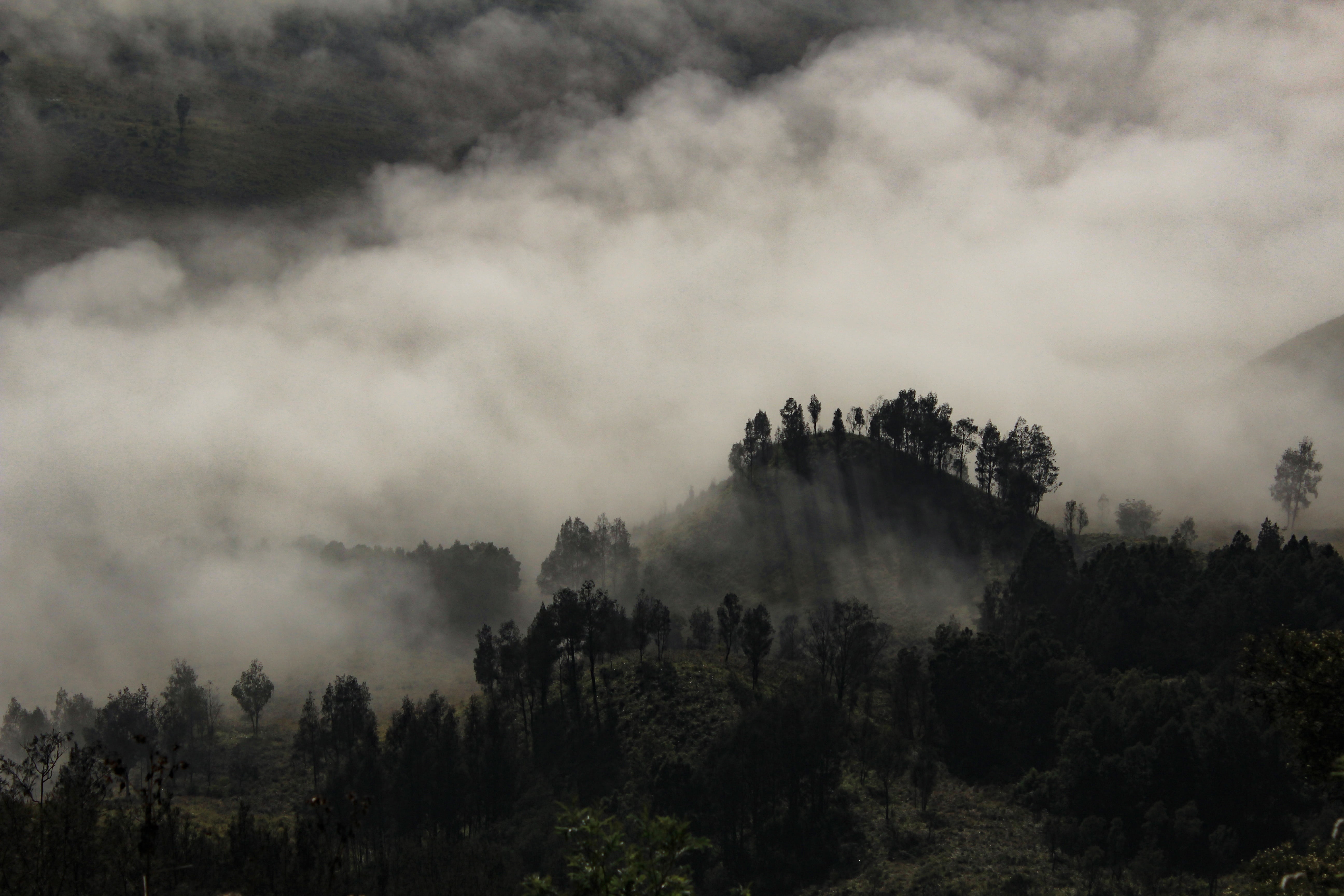 mist, asia, autumn, forest, wood, fog, tranquility, environment, garden, plant, sky, smoke - physical structure, foliage, nobody, indonesia, beauty in nature, HD Wallpaper