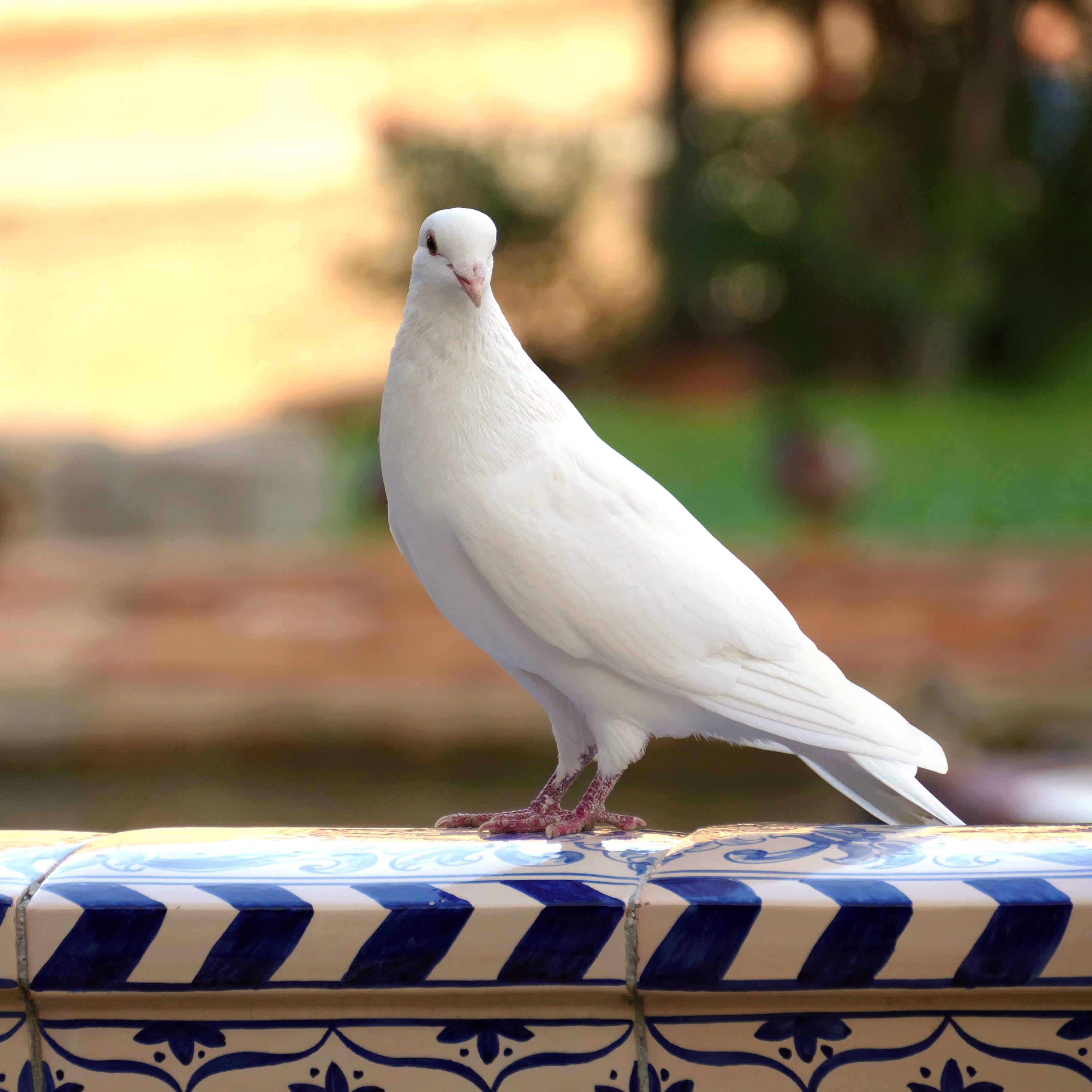 animals in the wild, dove - bird, white, dom, close-up, perching, outdoors, vertebrate, animal, roof, fauna, day, 2K, peace, focus on foreground, nature, Phone HD Wallpaper