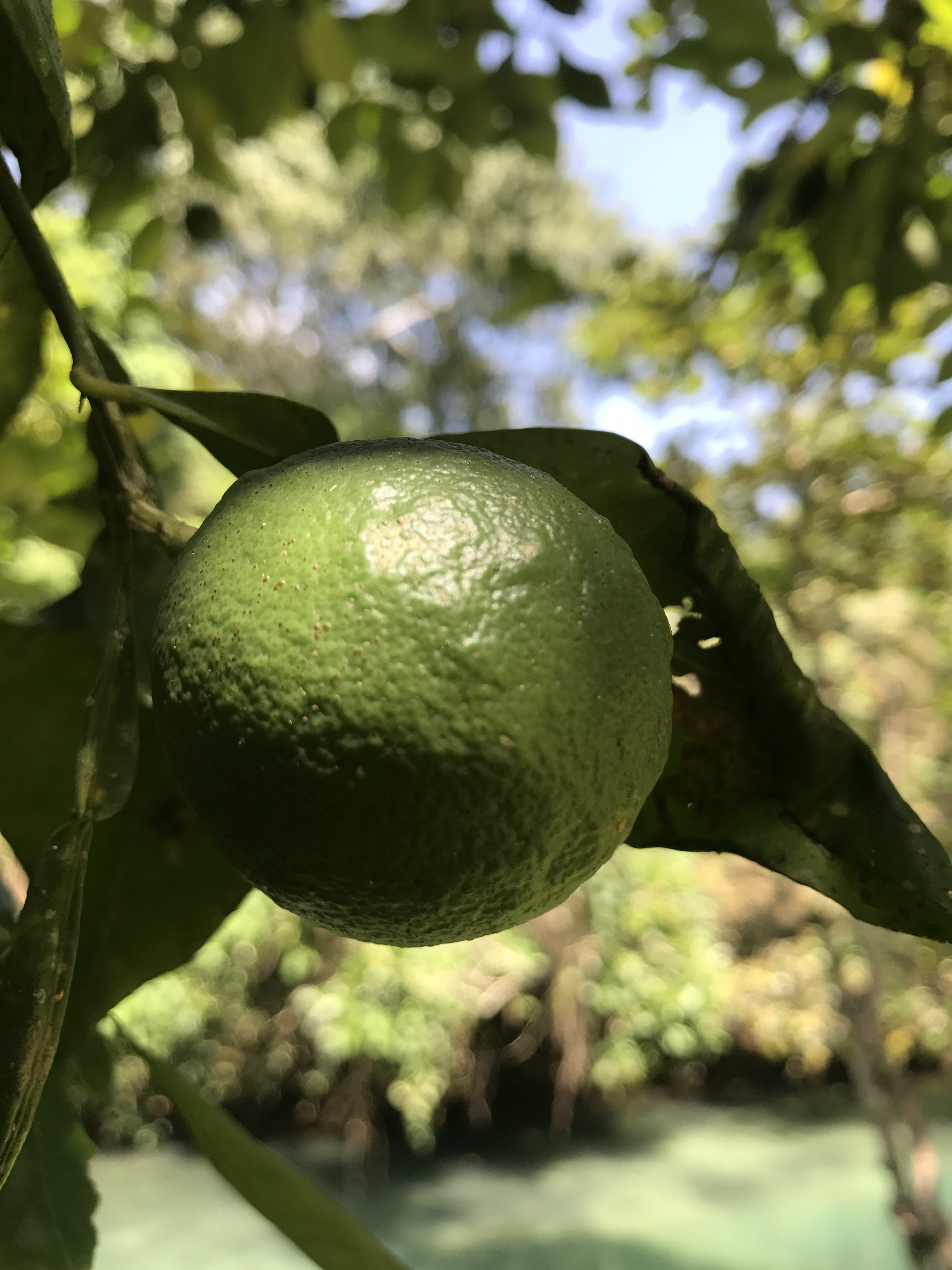 beauty in nature, wellbeing, plant part, nature, rios, tree, fruit tree, ripe, plant, fruit, food, outdoors, leaf, citrus fruit, growth, day, healthy eating, Phone HD Wallpaper