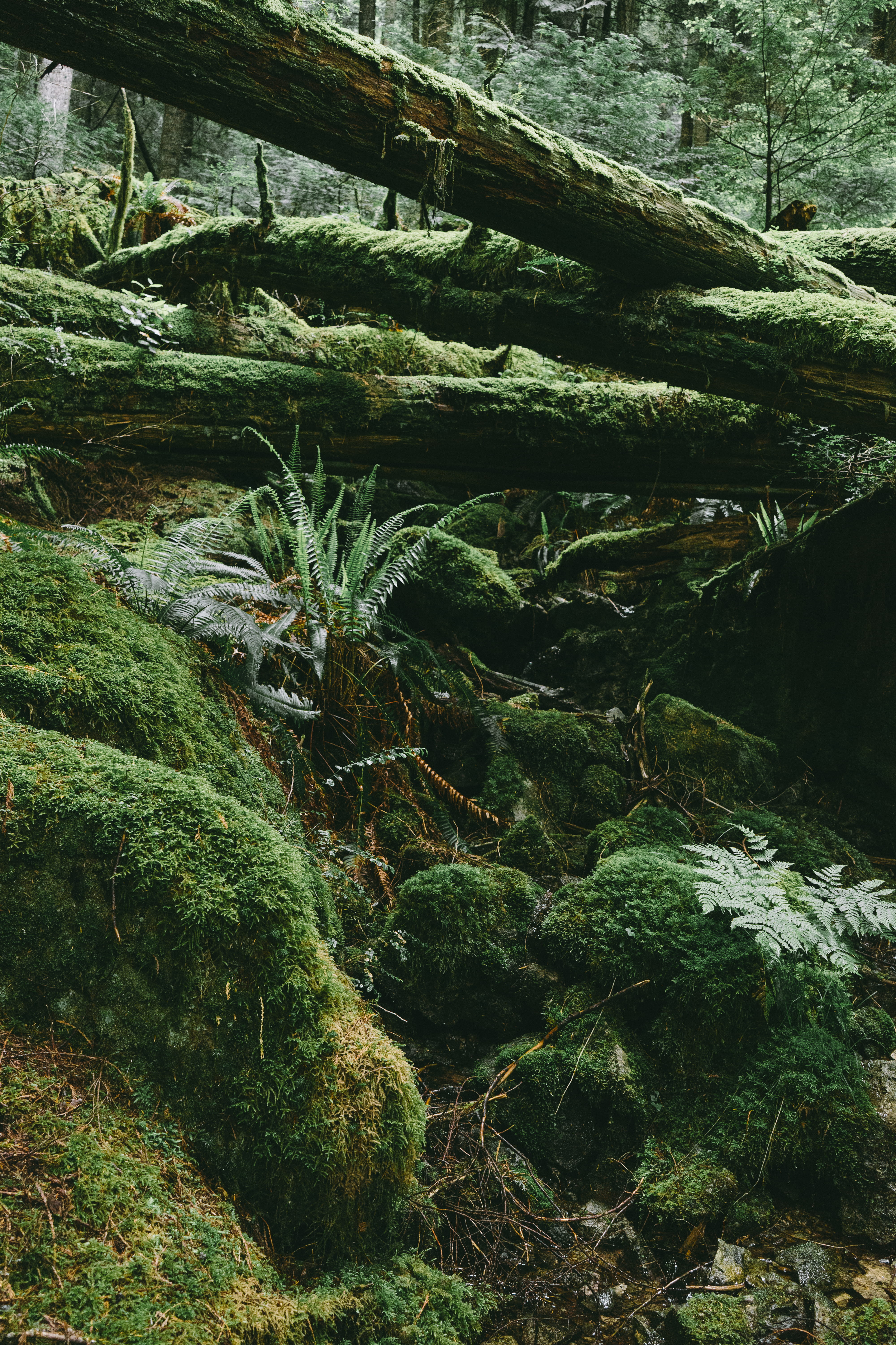 water, green color, green, beauty in nature, rock, rainforest, explore, canada, moist, scenery, tranquility, growth, trees, tree, squamish, day, forest, Phone HD Wallpaper
