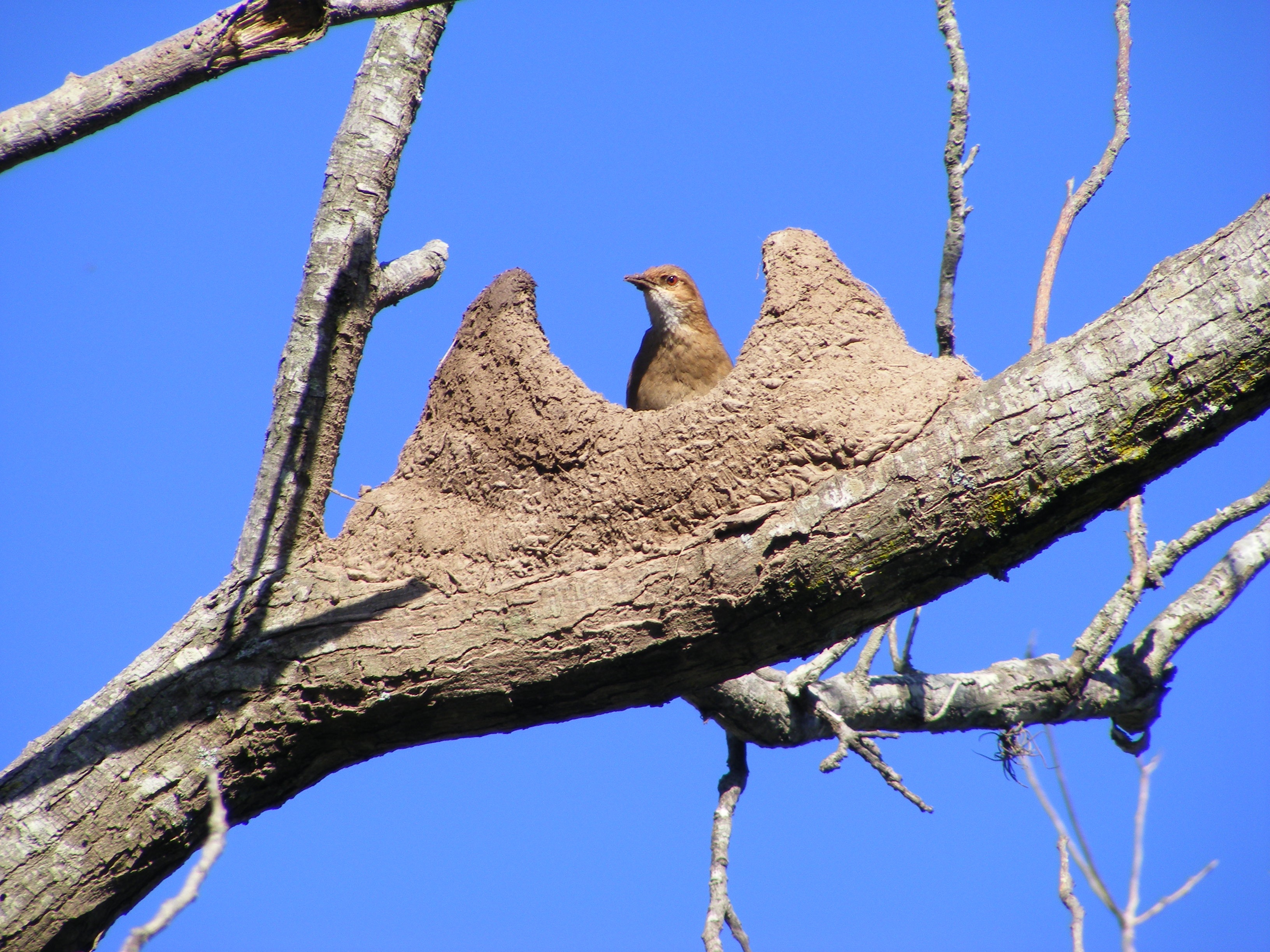 ave, height, rufous hornero, perching, bare tree, day, brown, branches, work, animals in the wild, screen saver, nature, low angle view, sky, plant, trunk, HD Wallpaper