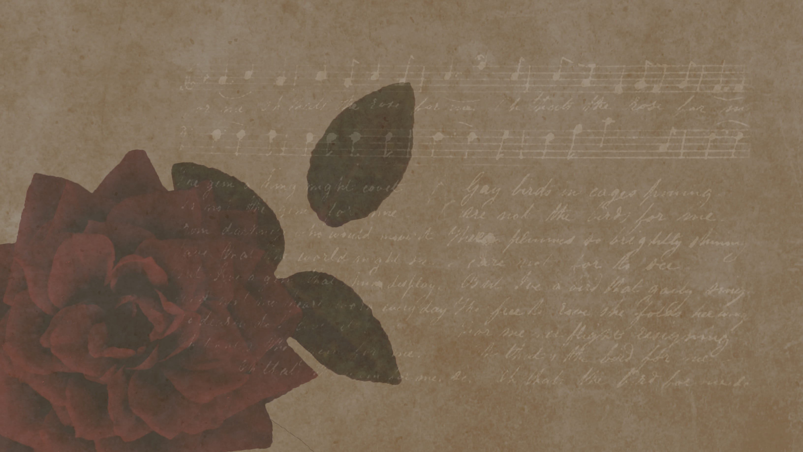 creativity, education, message, background with red rose, blackboard, nature, old, vintage background, 2K, flower, screen saver, textured, plant, art and craft, HD Wallpaper